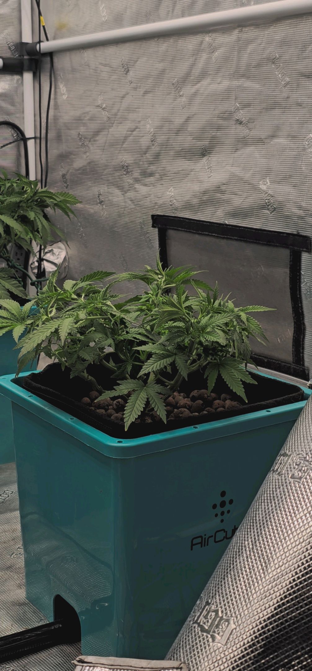 Ricky Bobby #2 (LIT) growlog photo 115