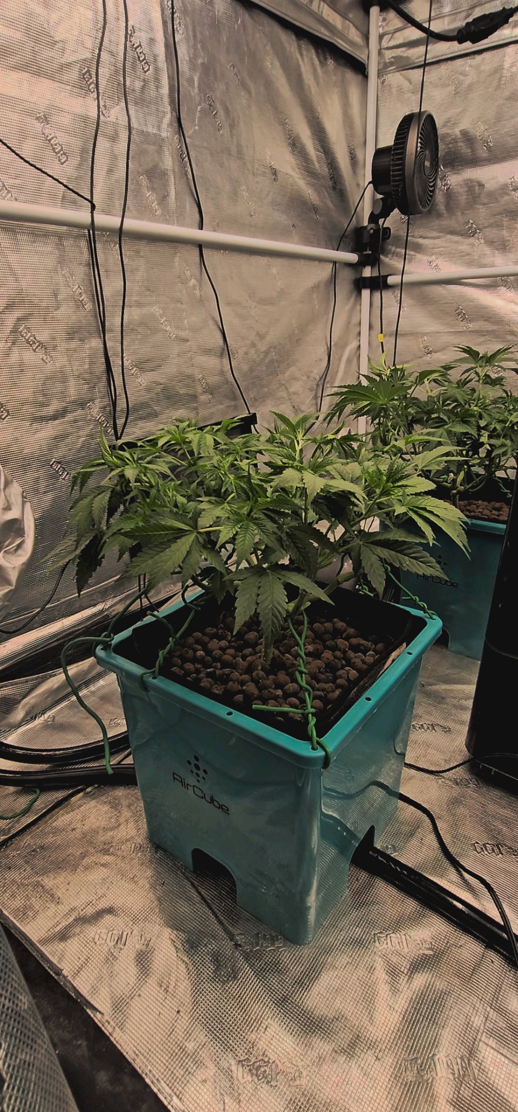 Ricky Bobby #2 (LIT) growlog photo 118