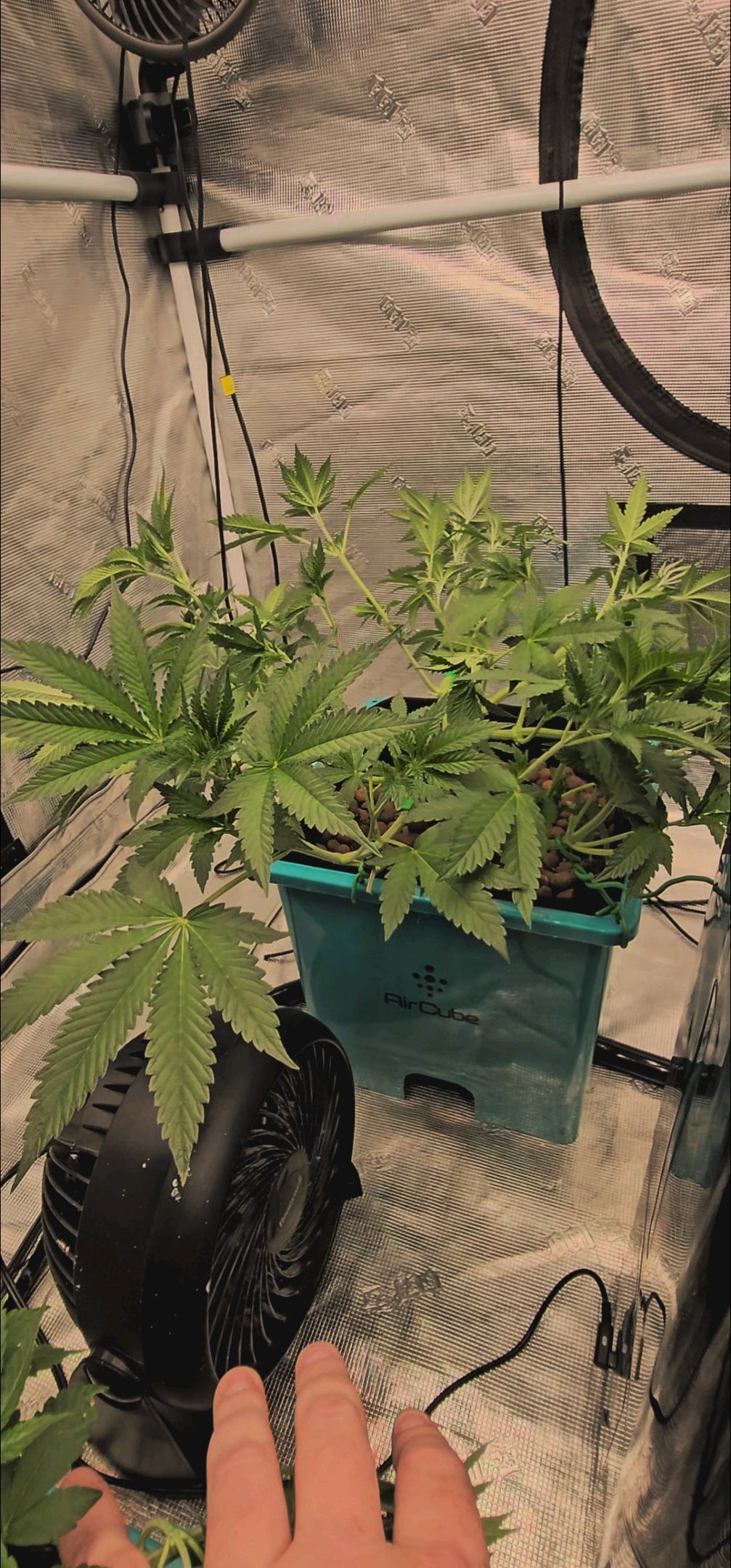 Ricky Bobby #2 (LIT) growlog photo 119
