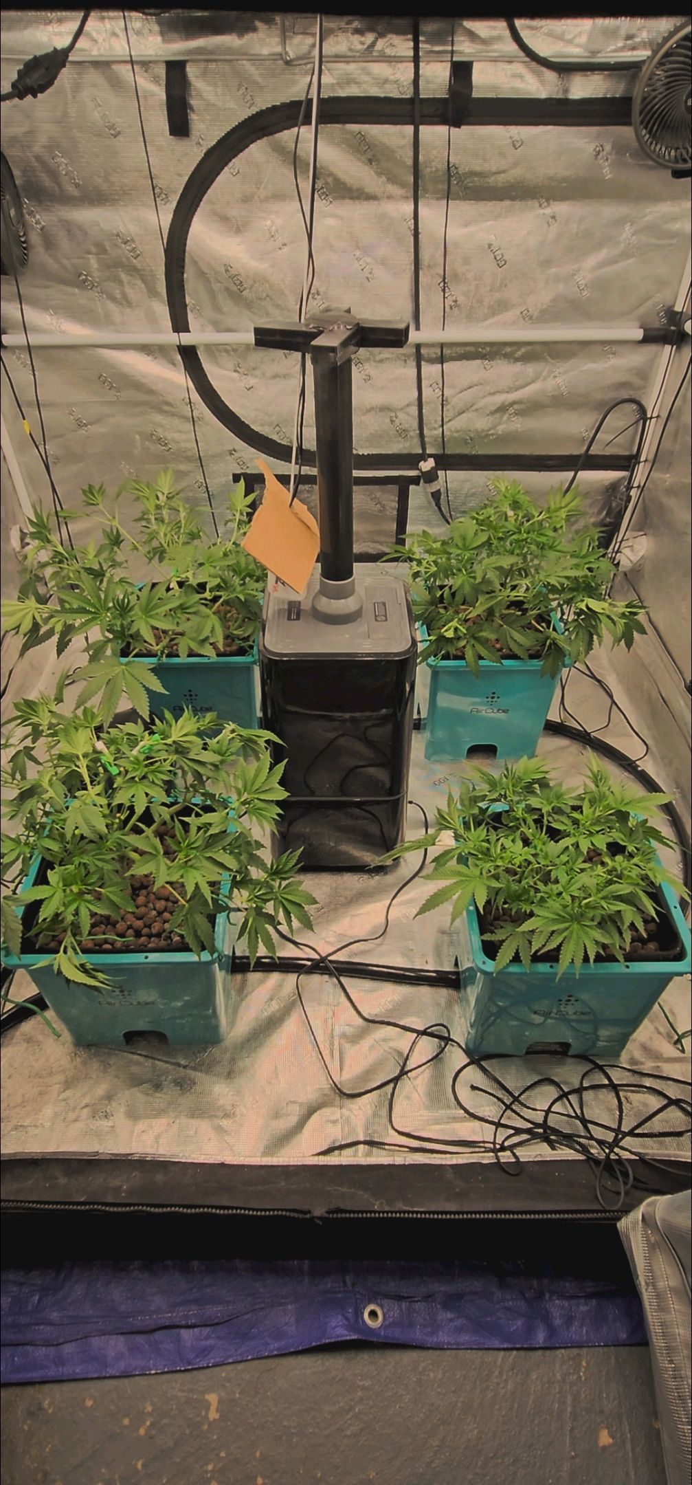 Ricky Bobby #2 (LIT) growlog photo 120