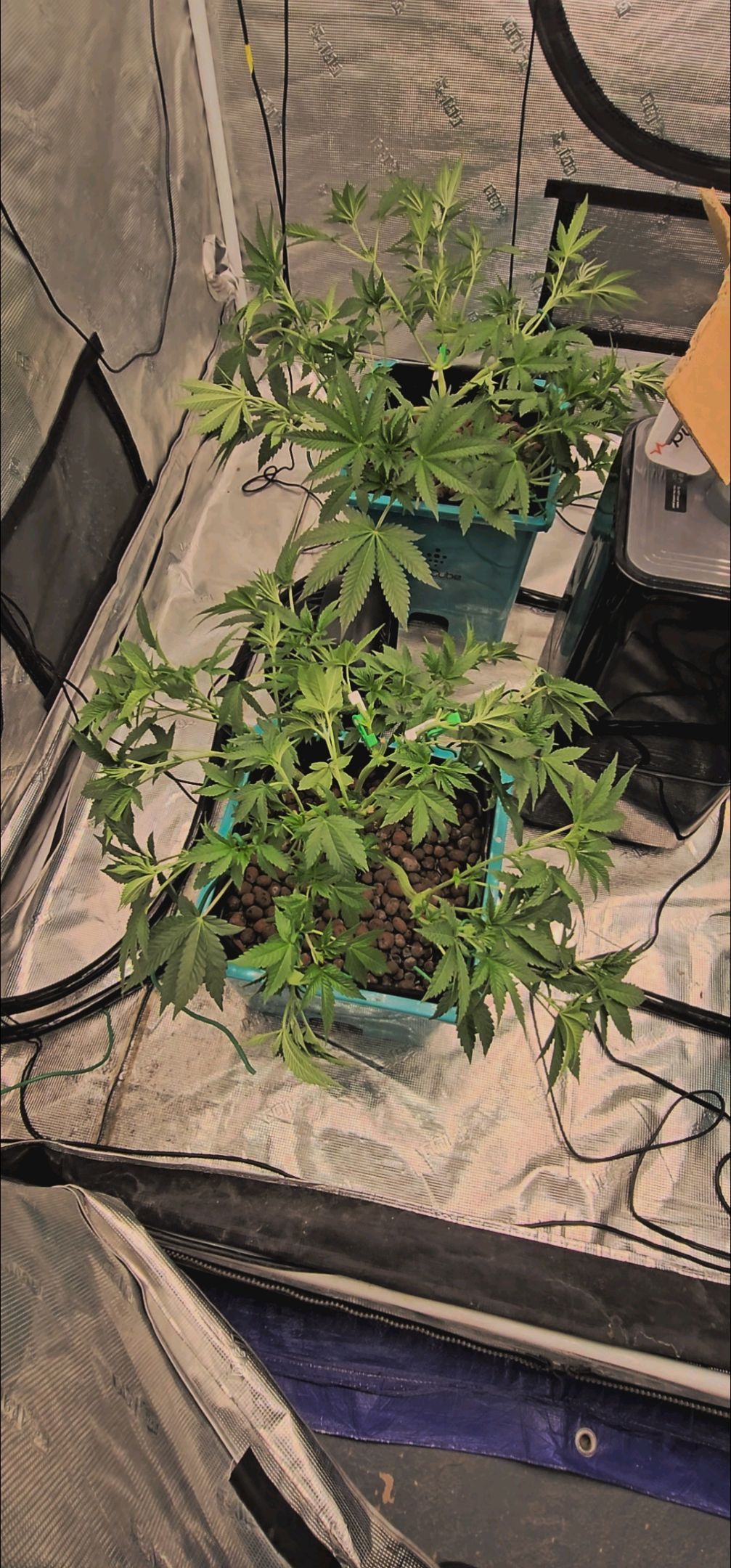 Ricky Bobby #2 (LIT) growlog photo 121