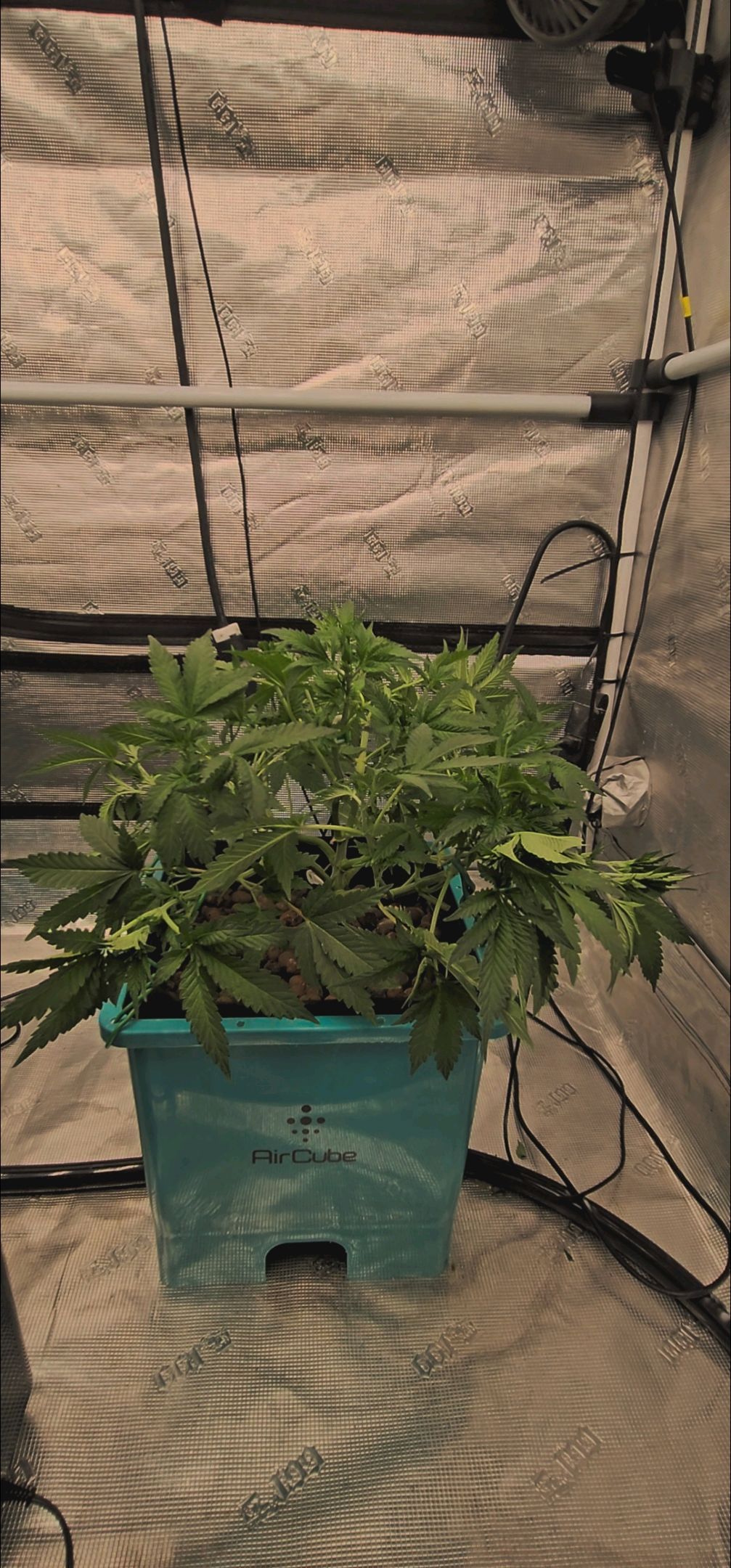 Ricky Bobby #2 (LIT) growlog photo 122