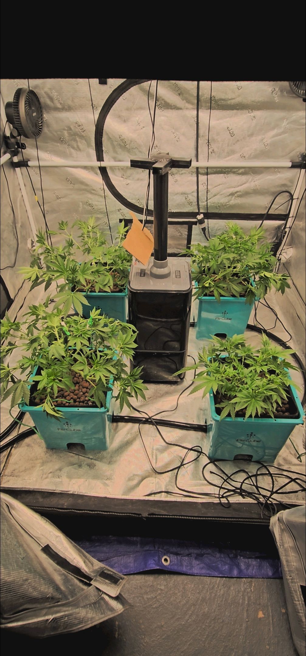 Ricky Bobby #2 (LIT) growlog photo 123