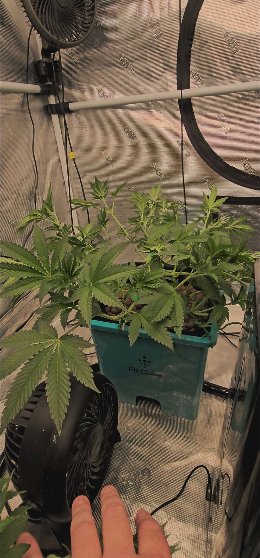 Ricky Bobby #2 (LIT) growlog photo 124