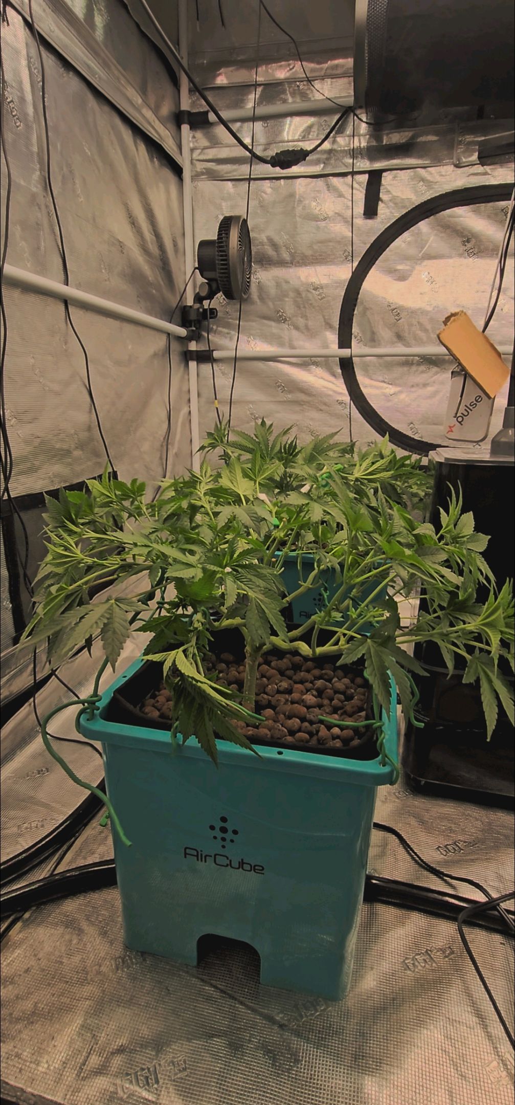 Ricky Bobby #2 (LIT) growlog photo 125