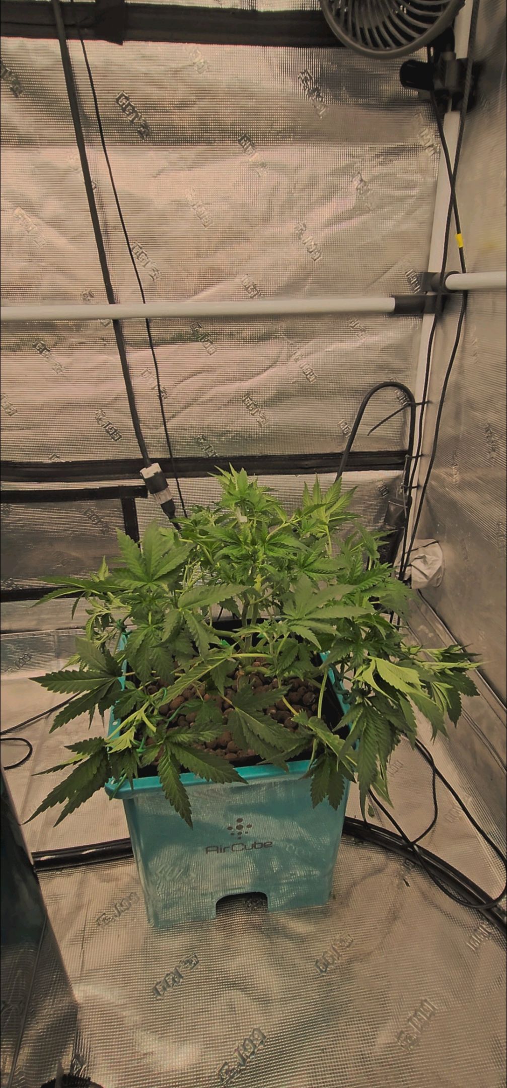Ricky Bobby #2 (LIT) growlog photo 126