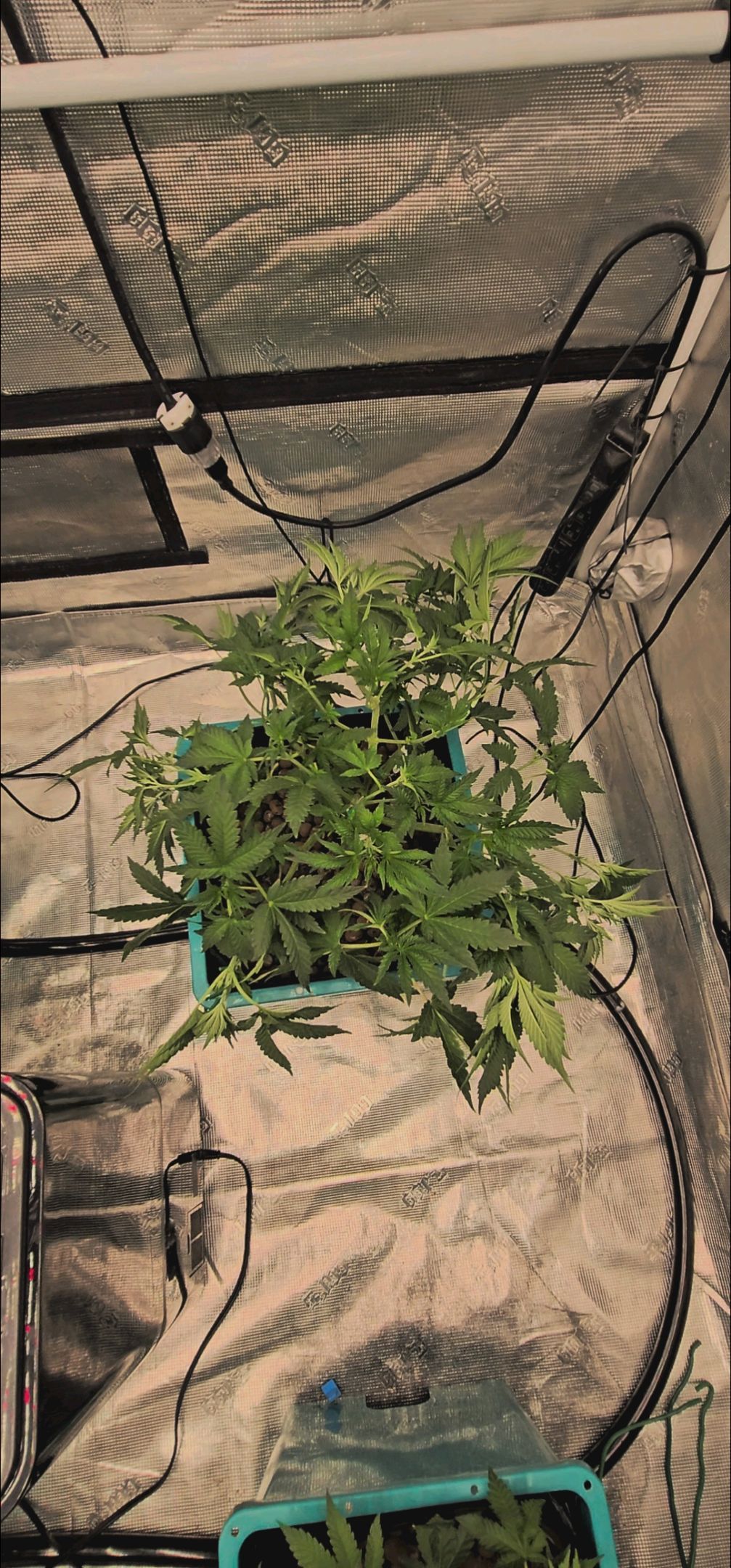 Ricky Bobby #2 (LIT) growlog photo 127