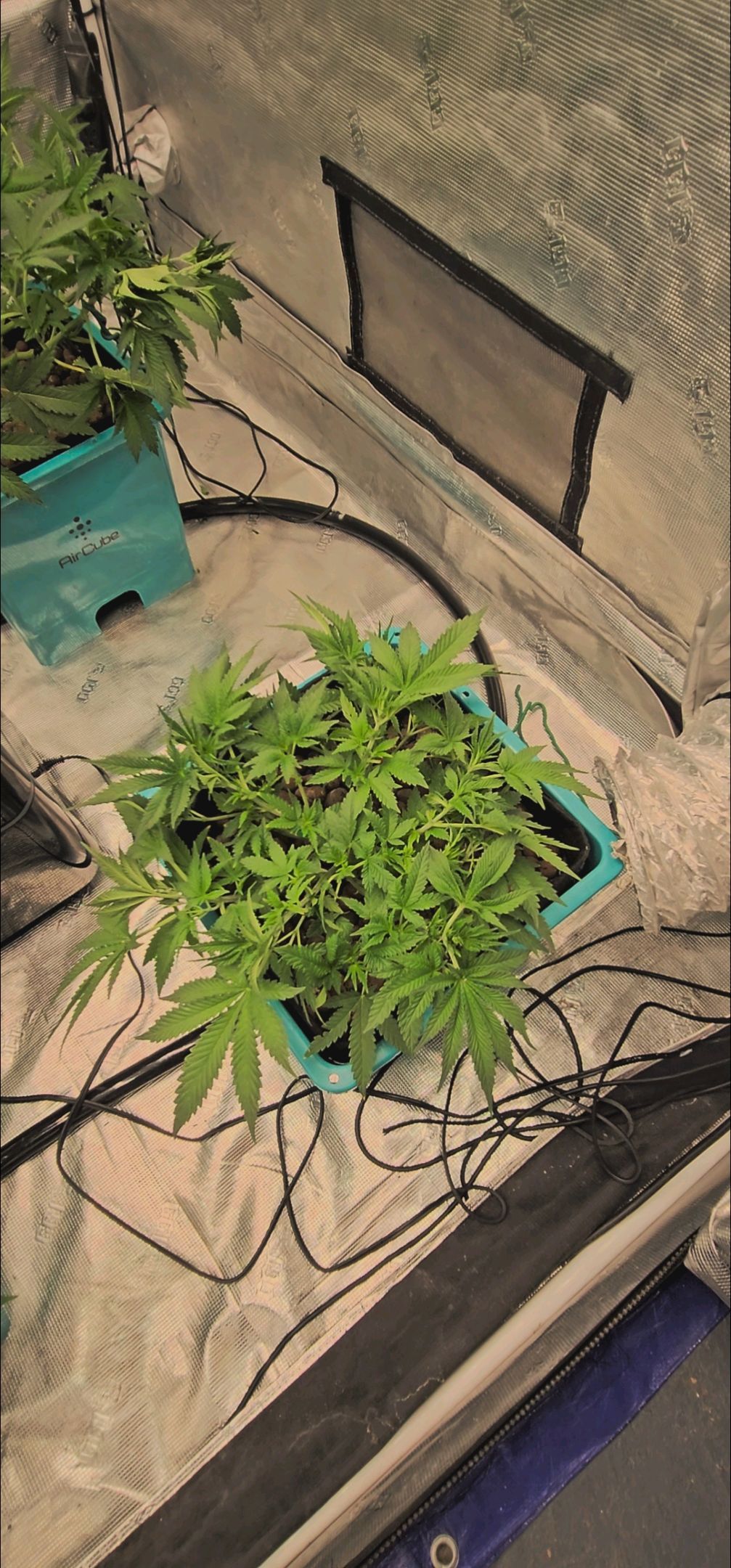 Ricky Bobby #2 (LIT) growlog photo 128