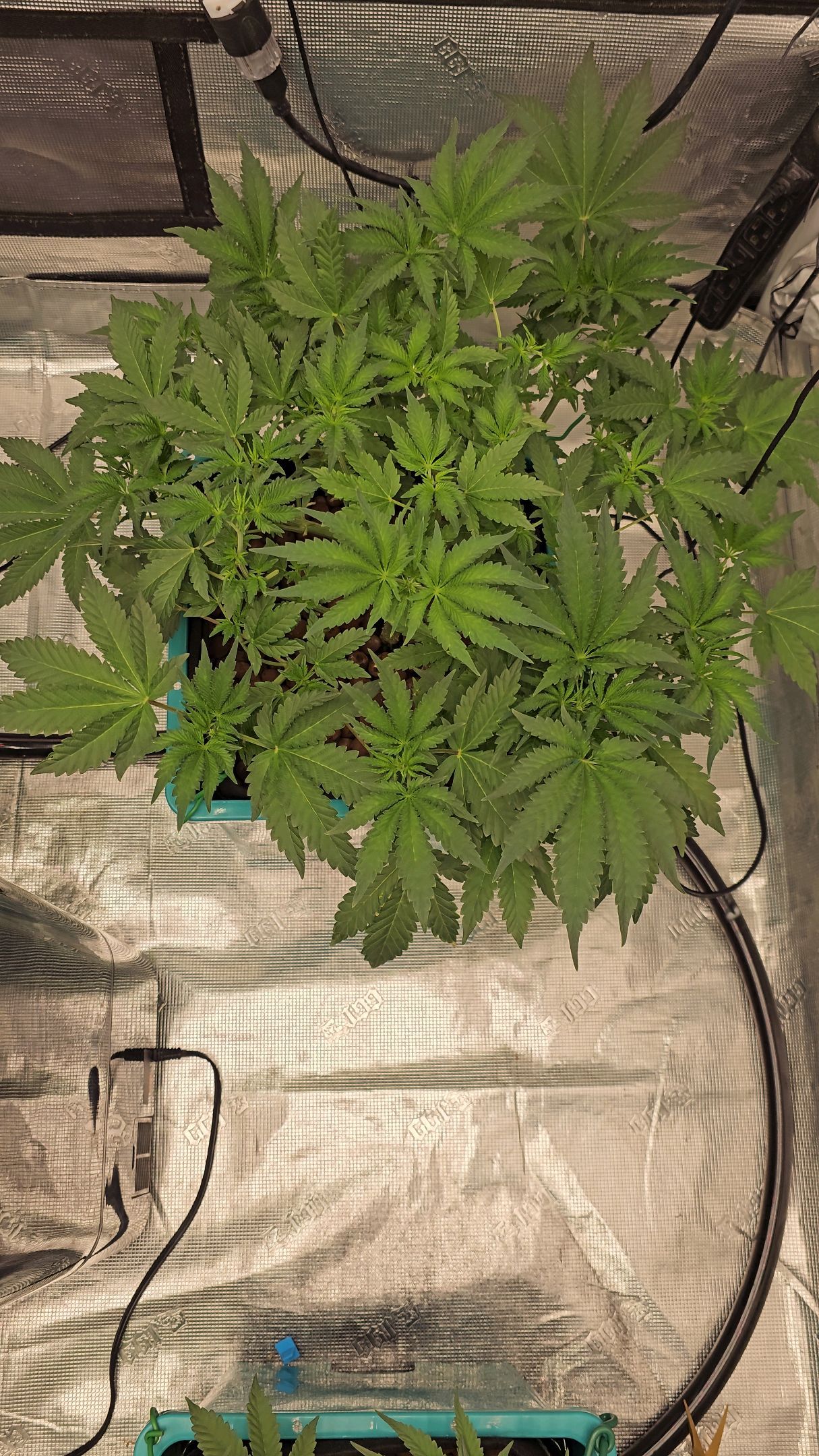 Ricky Bobby #2 (LIT) growlog photo 130