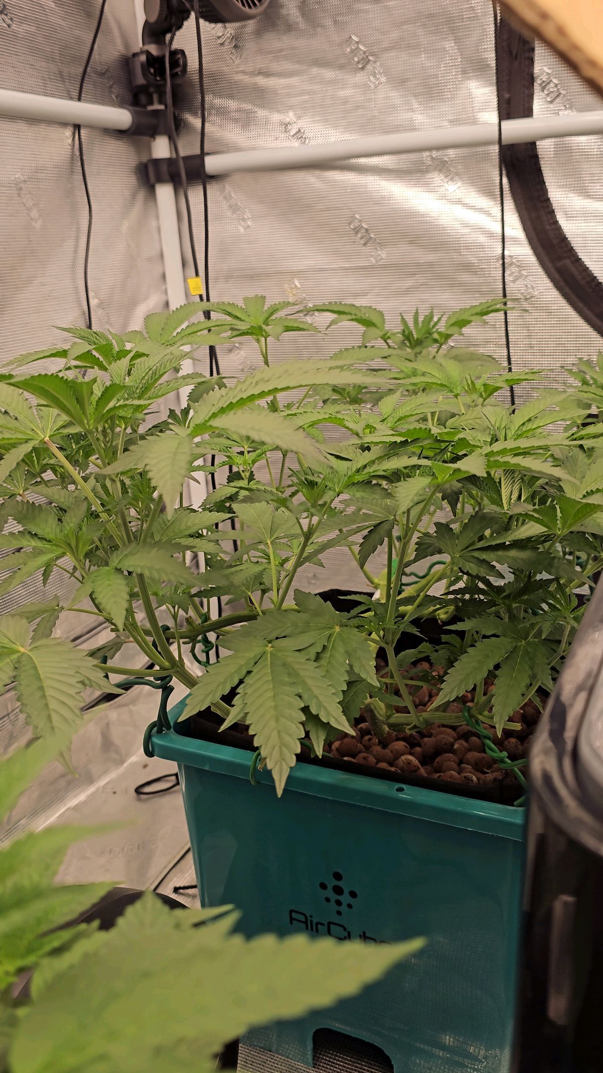 Ricky Bobby #2 (LIT) growlog photo 129