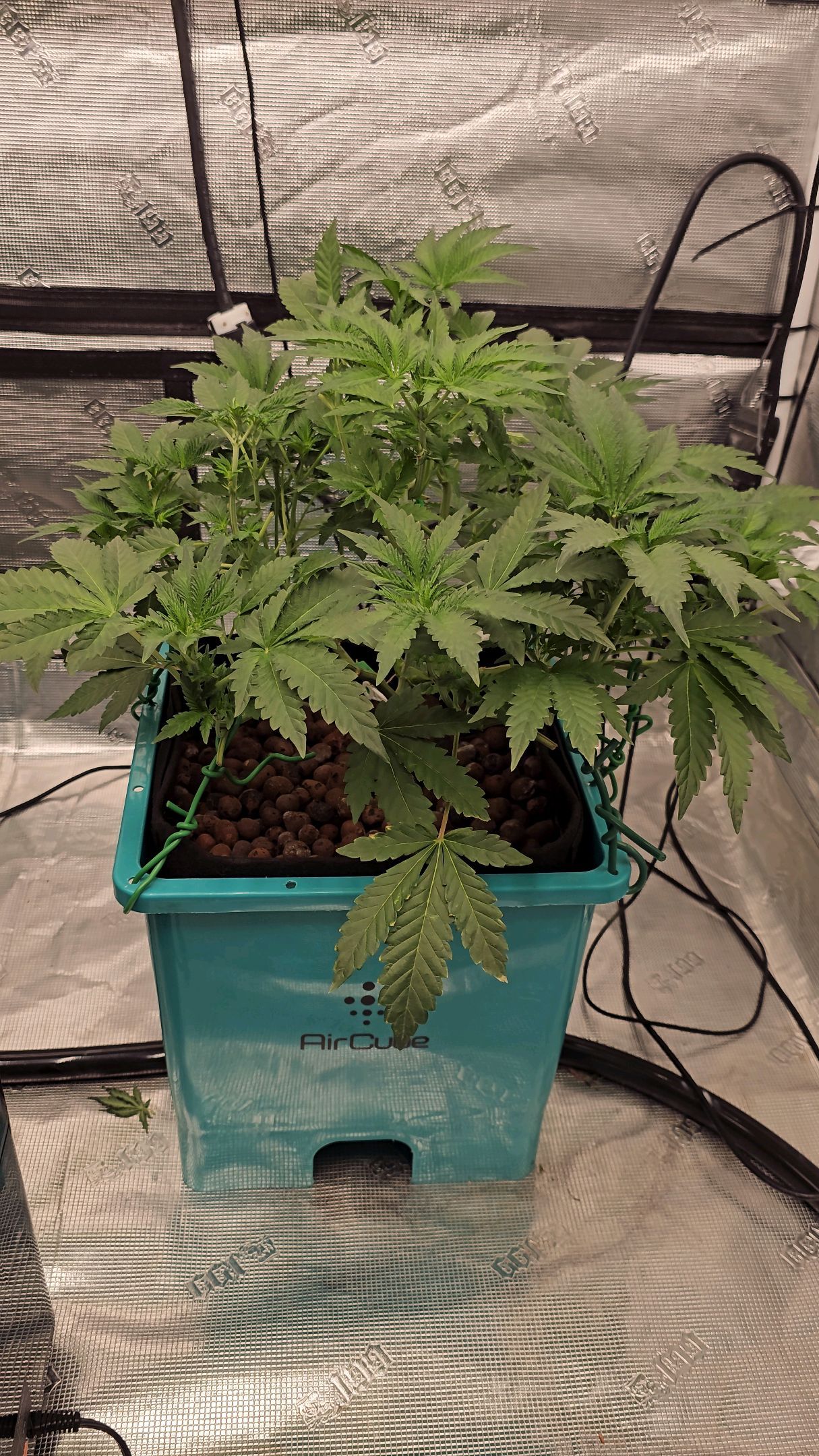 Ricky Bobby #2 (LIT) growlog photo 131