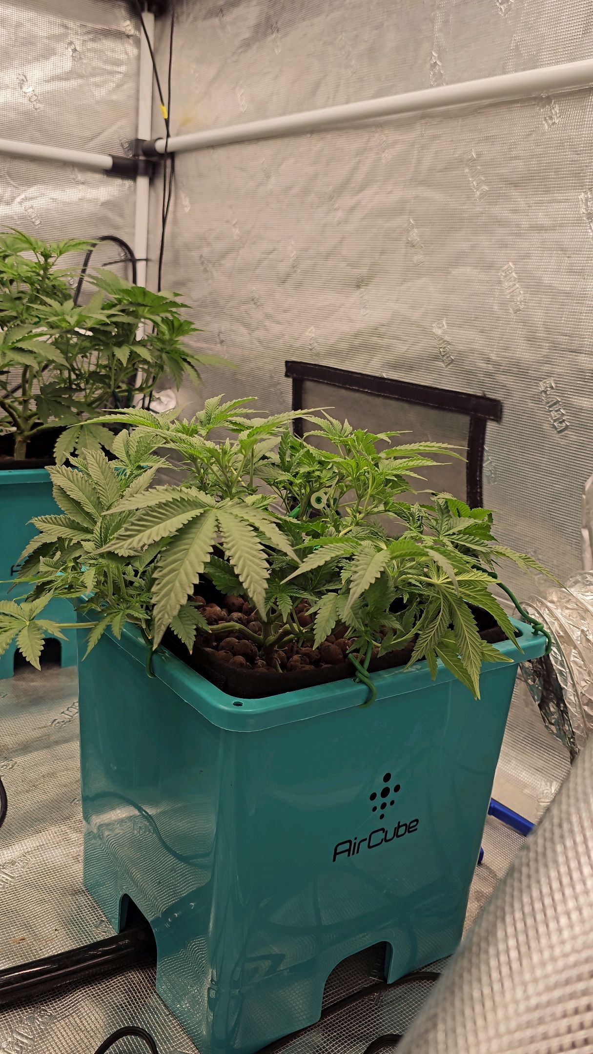 Ricky Bobby #2 (LIT) growlog photo 132
