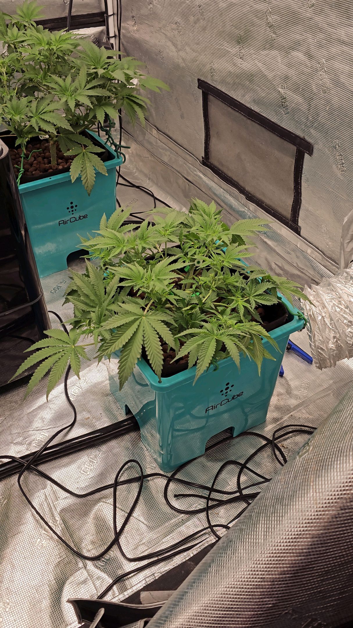 Ricky Bobby #2 (LIT) growlog photo 133