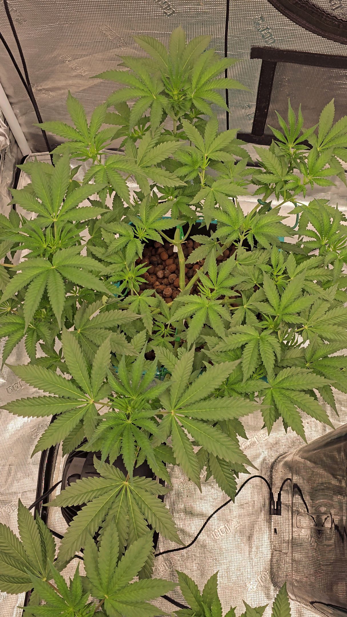 Ricky Bobby #2 (LIT) growlog photo 134