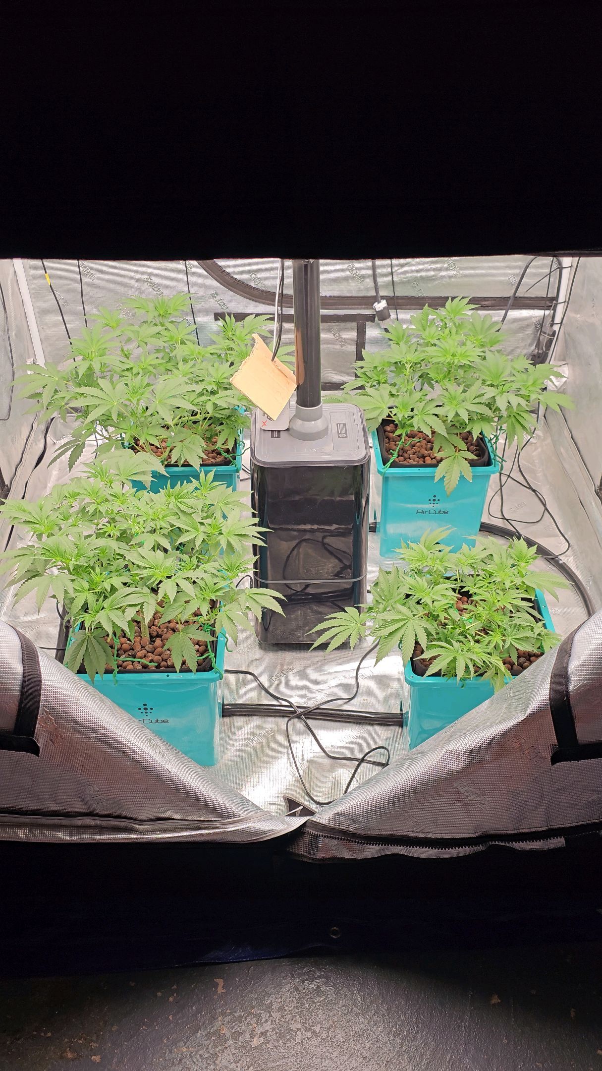 Ricky Bobby #2 (LIT) growlog photo 135