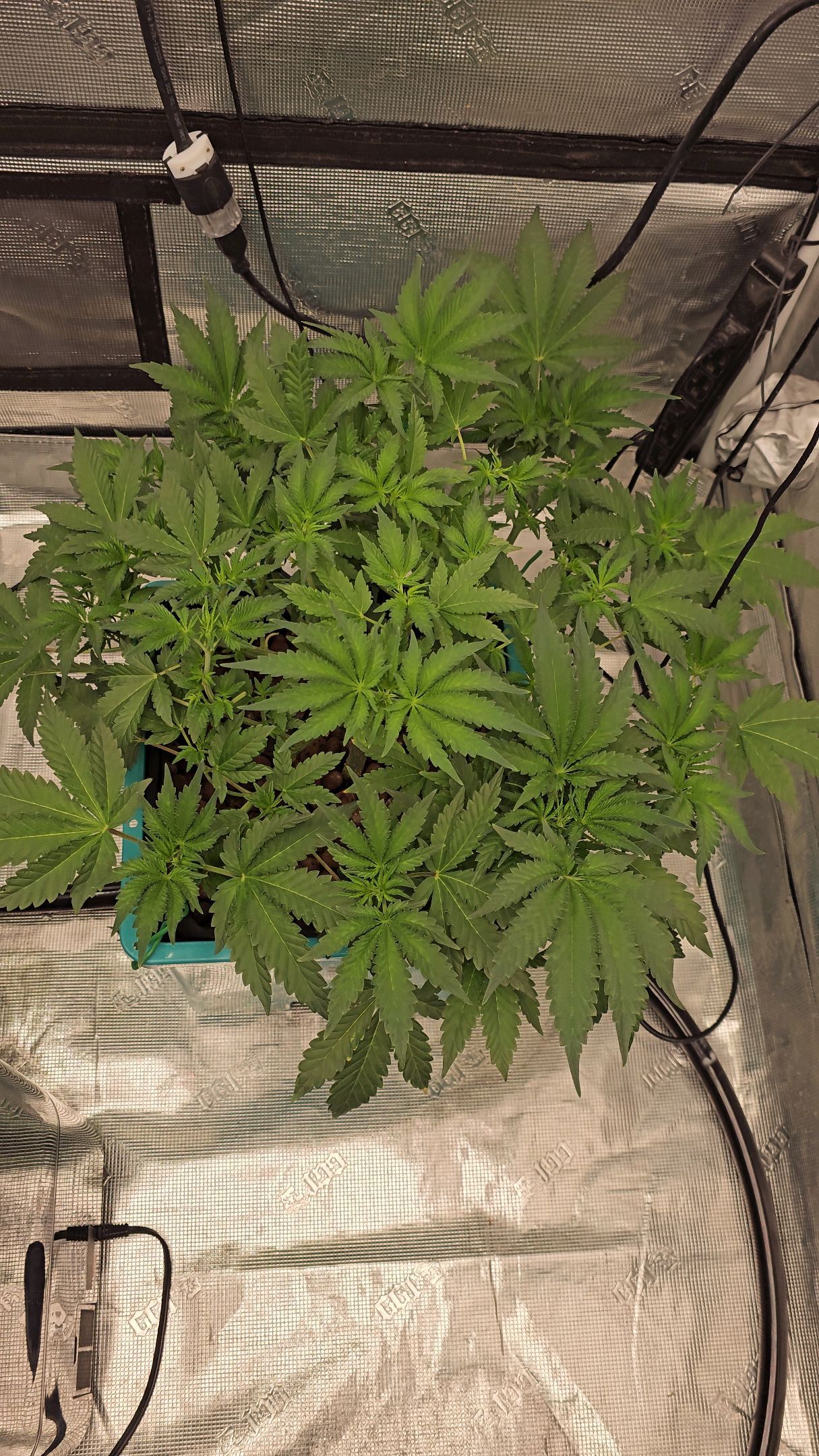 Ricky Bobby #2 (LIT) growlog photo 136