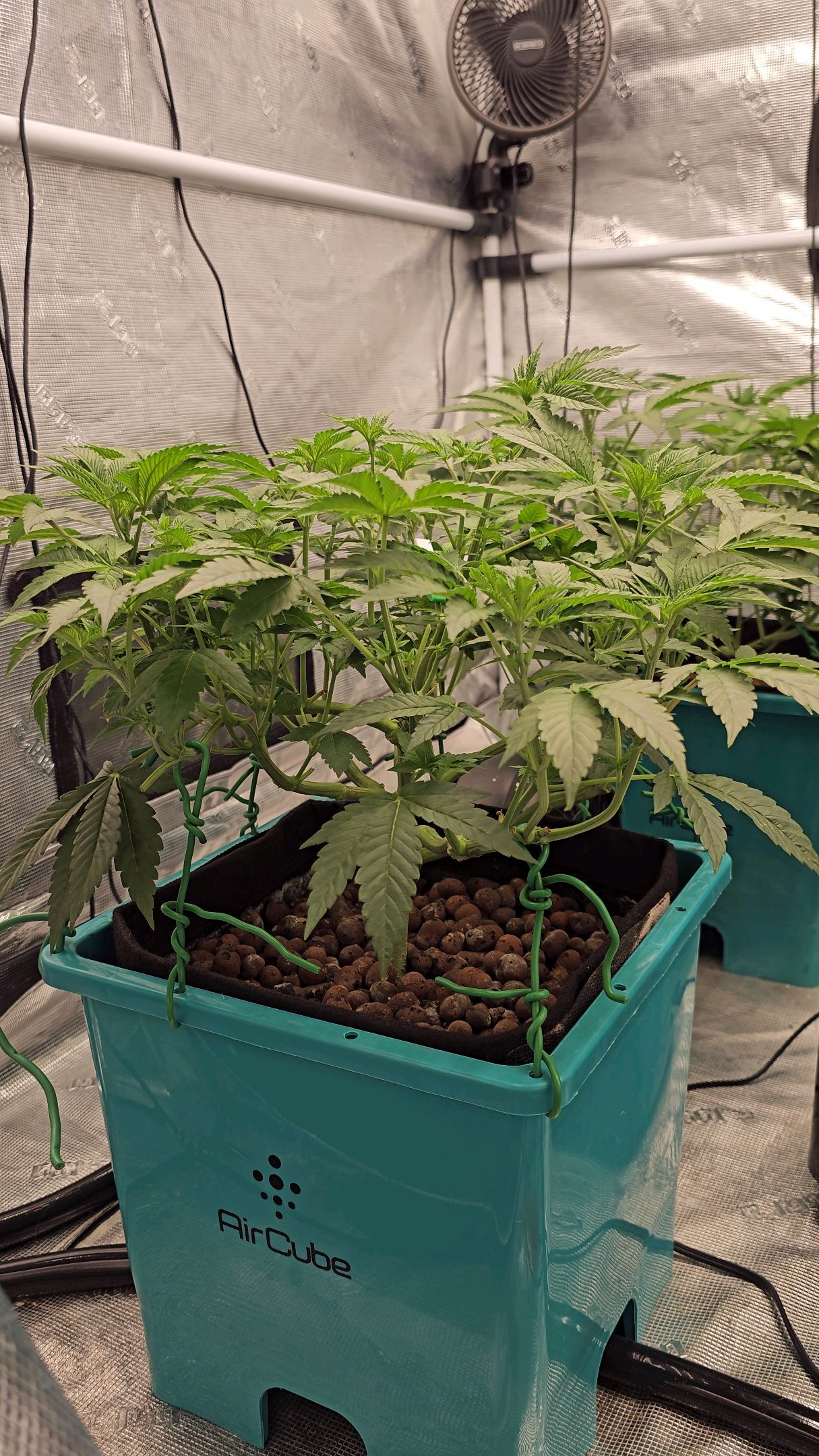 Ricky Bobby #2 (LIT) growlog photo 137