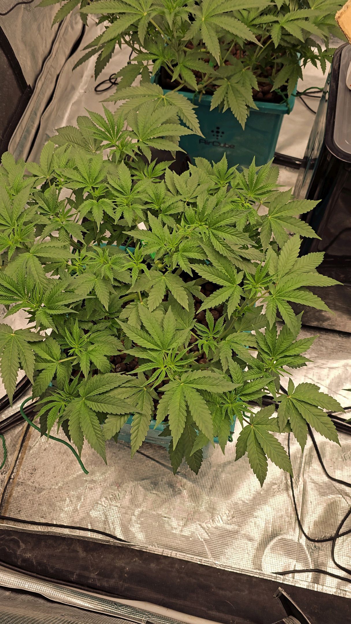 Ricky Bobby #2 (LIT) growlog photo 138