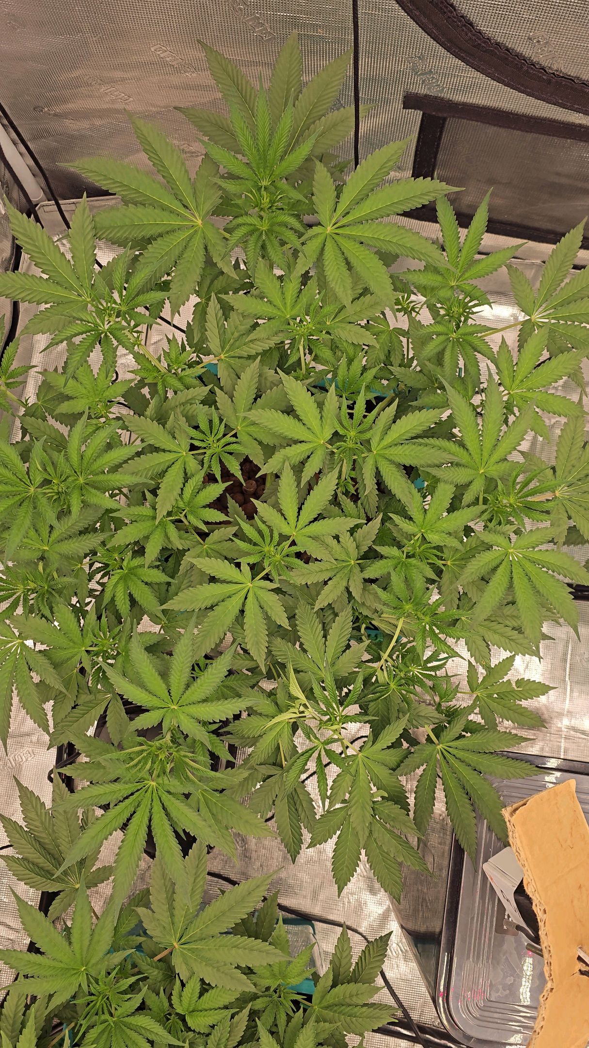 Rainbow candy #1 (LIT) growlog photo 154