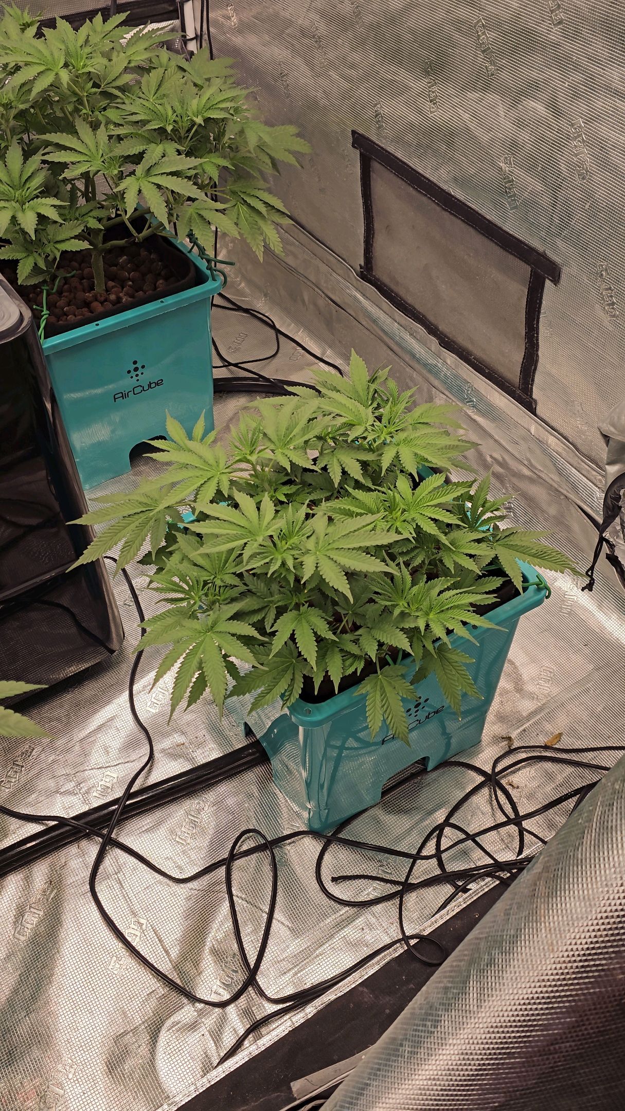 Ricky Bobby #2 (LIT) growlog photo 147