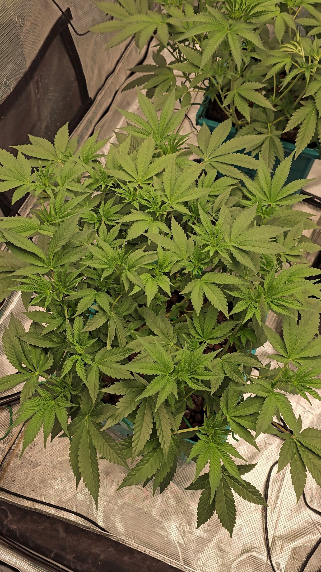 Ricky Bobby #2 (LIT) growlog photo 141