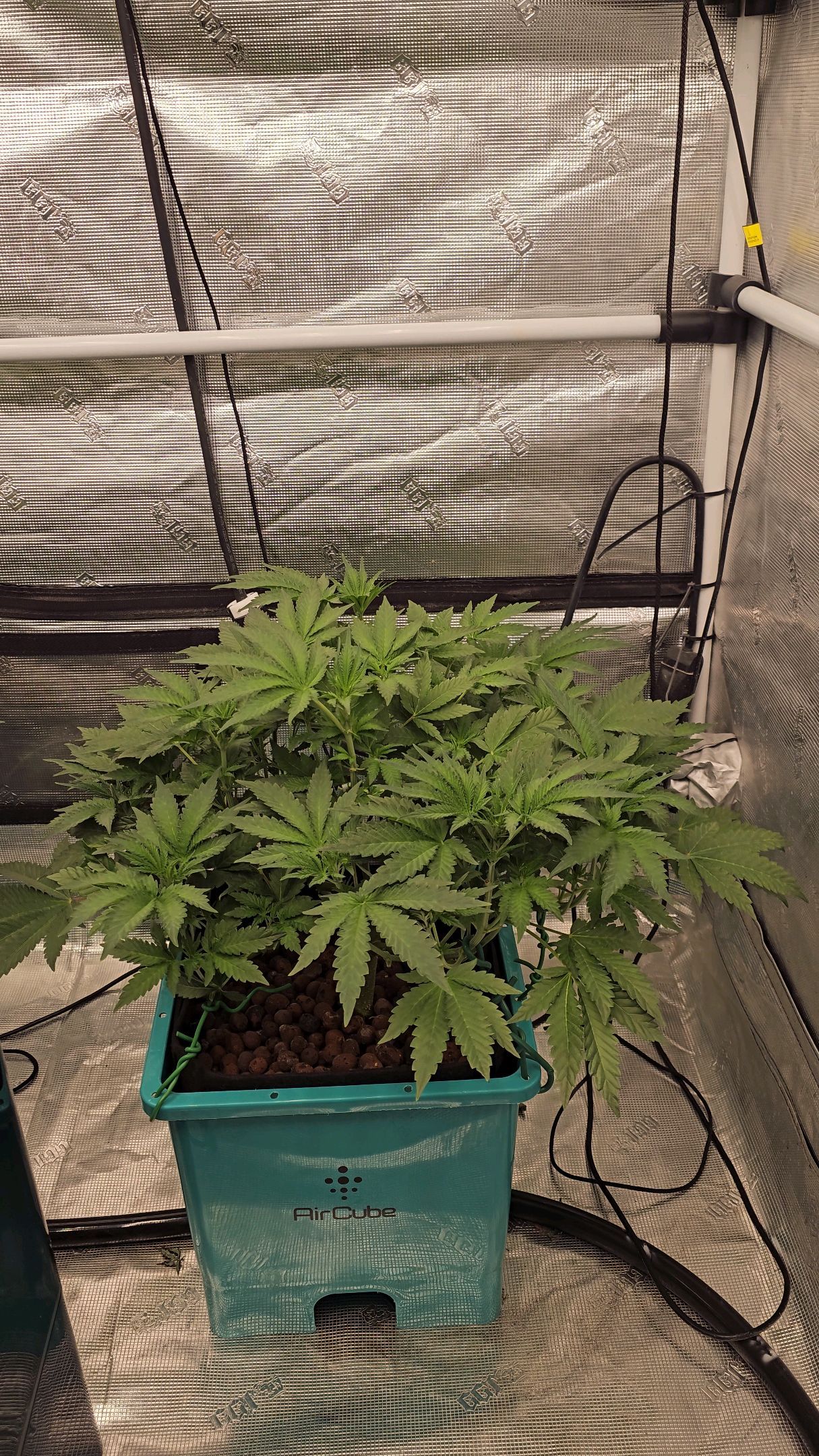 Ricky Bobby #2 (LIT) growlog photo 140