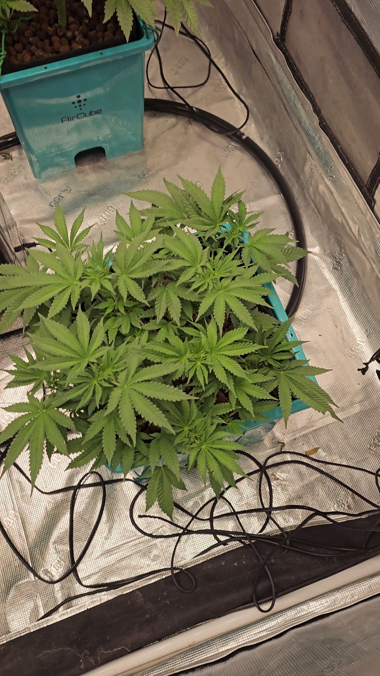 Ricky Bobby #2 (LIT) growlog photo 142