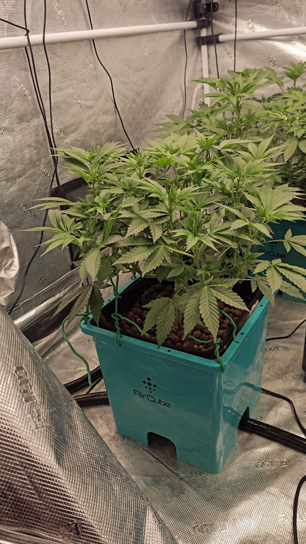 Ricky Bobby #2 (LIT) growlog photo 143