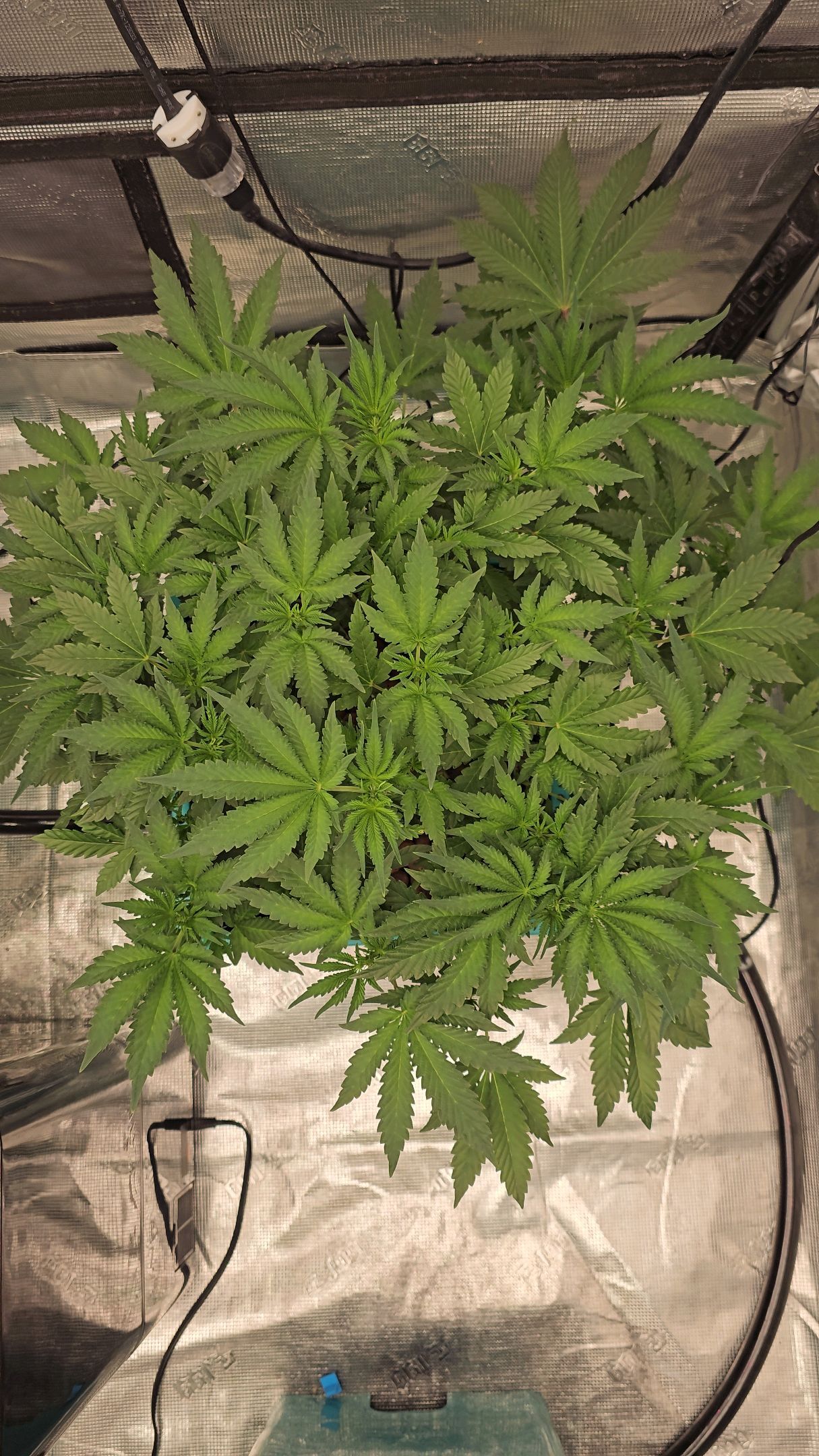 Ricky Bobby #2 (LIT) growlog photo 144