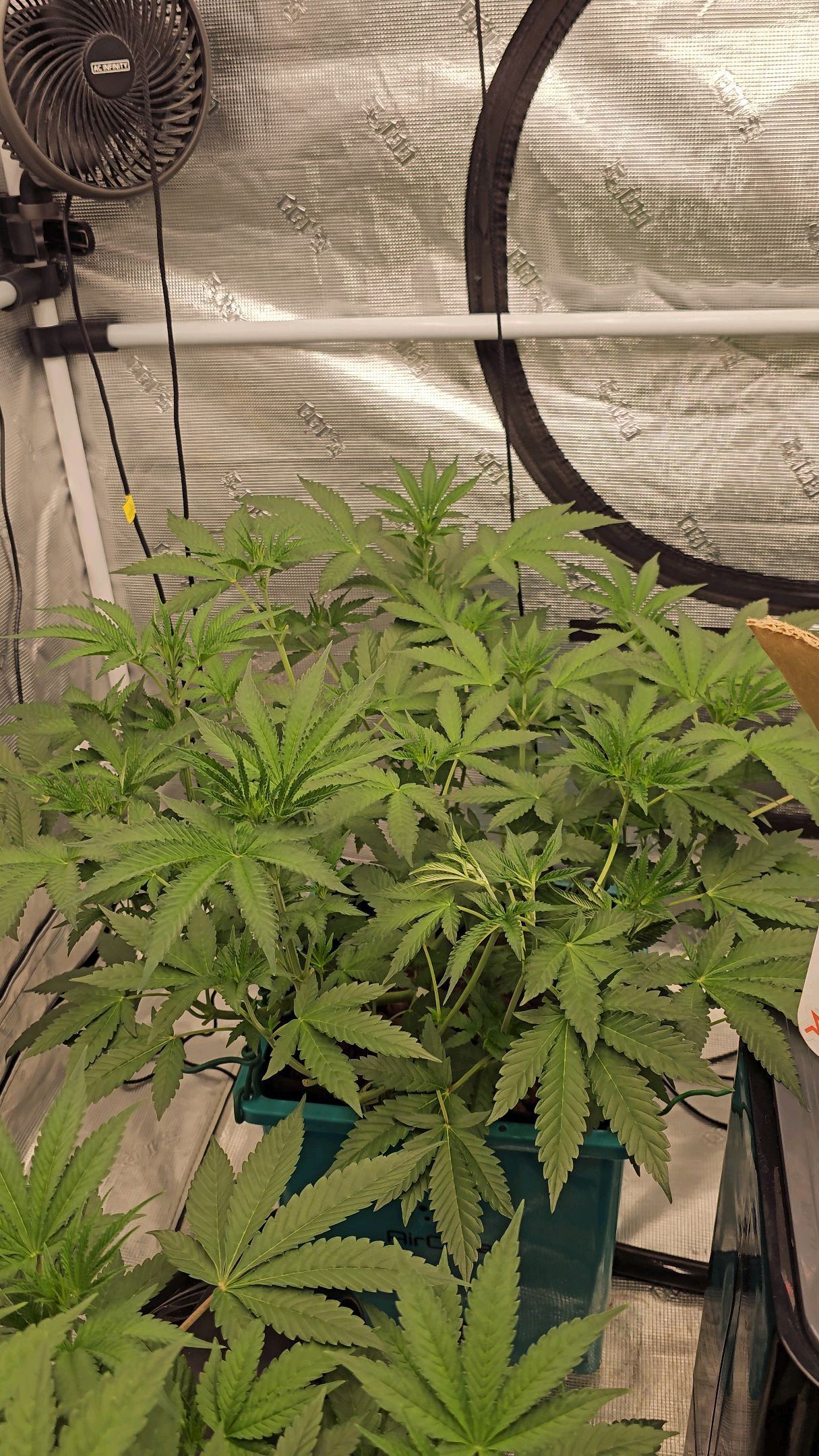 Ricky Bobby #2 (LIT) growlog photo 146