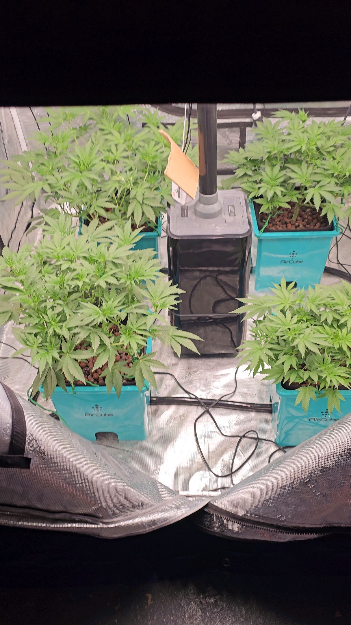 Ricky Bobby #2 (LIT) growlog photo 148