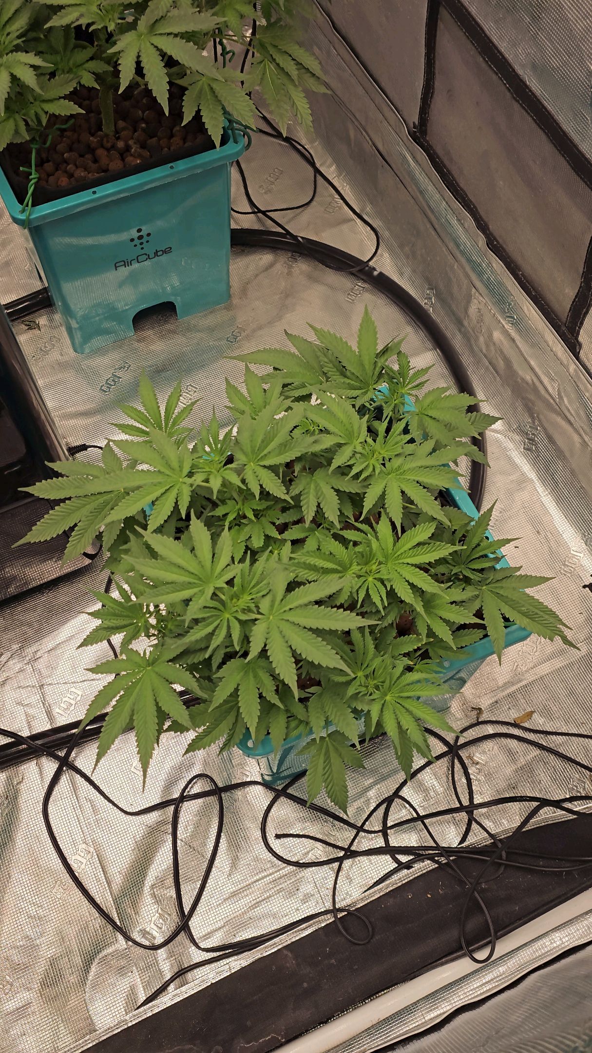 Ricky Bobby #2 (LIT) growlog photo 149