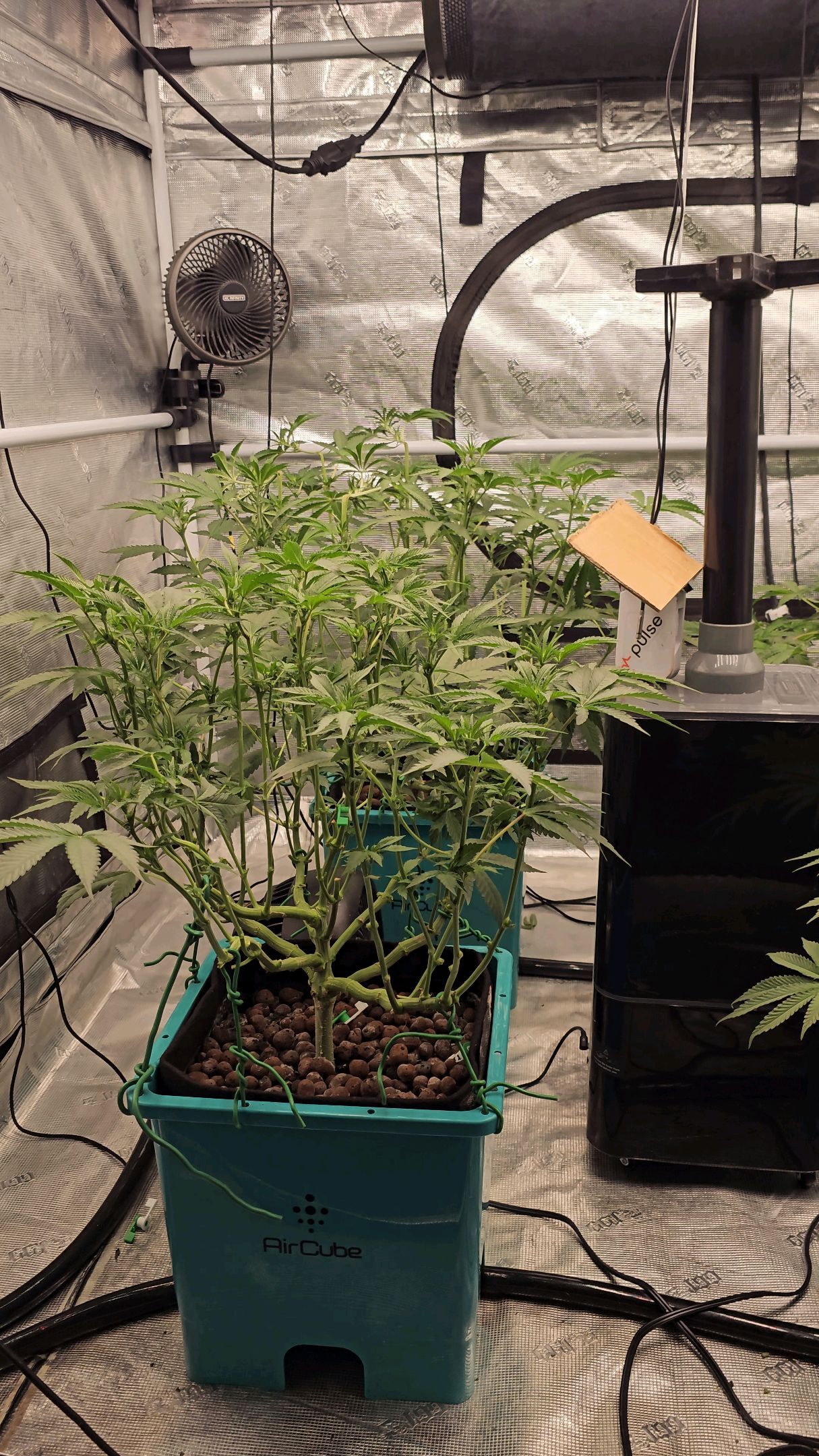 Ricky Bobby #2 (LIT) growlog photo 150