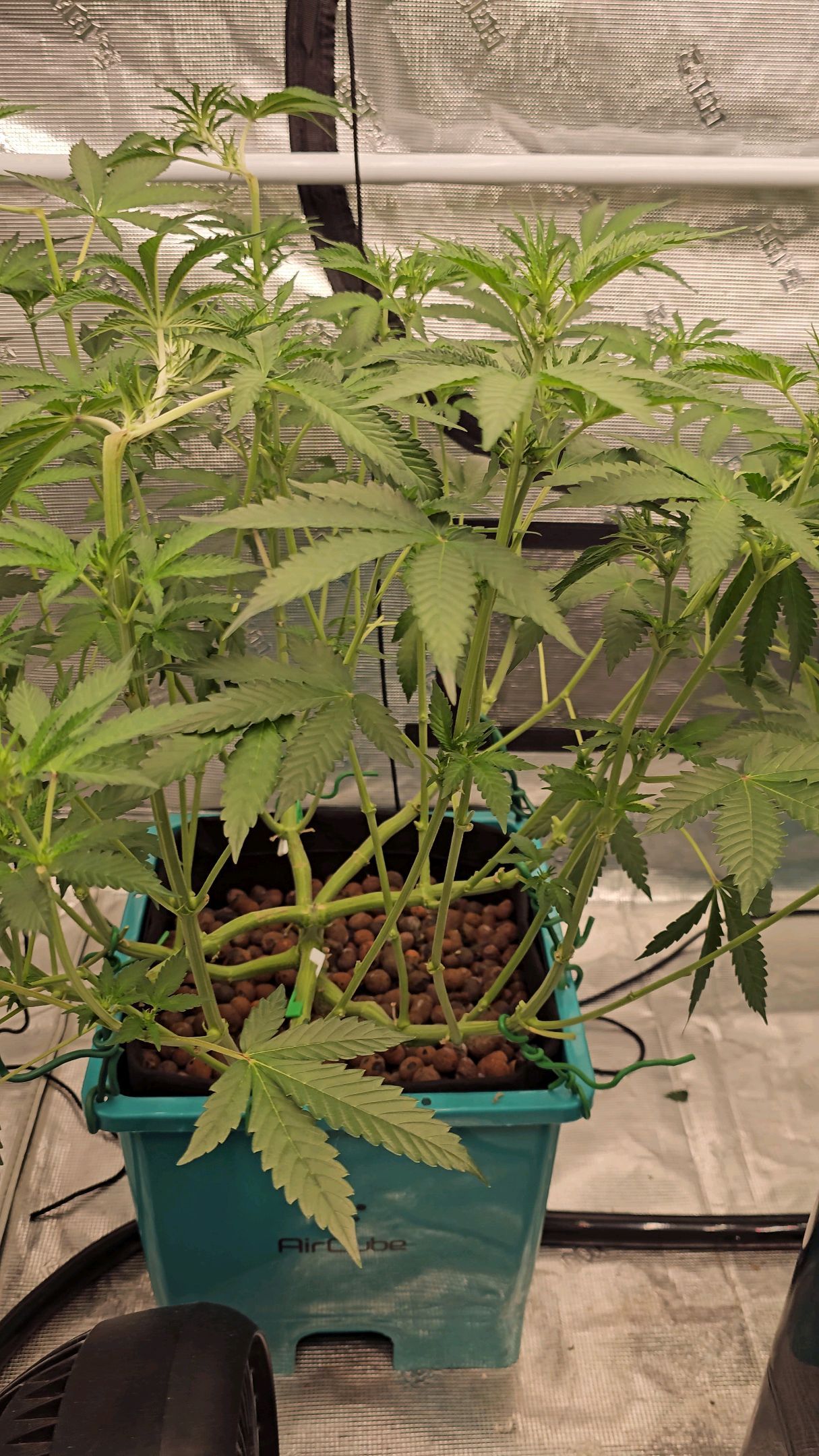 Ricky Bobby #2 (LIT) growlog photo 151