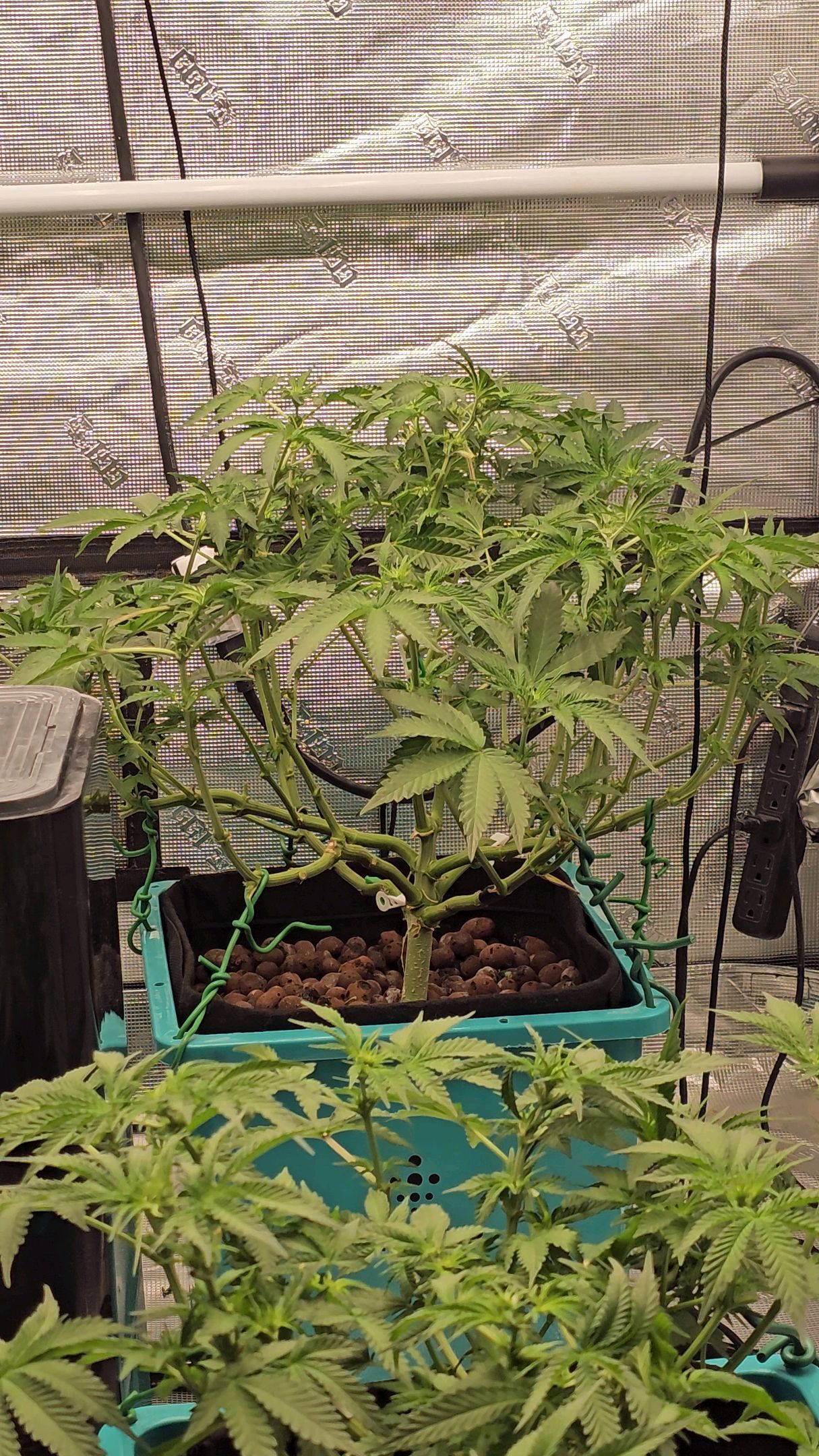 Ricky Bobby #2 (LIT) growlog photo 153