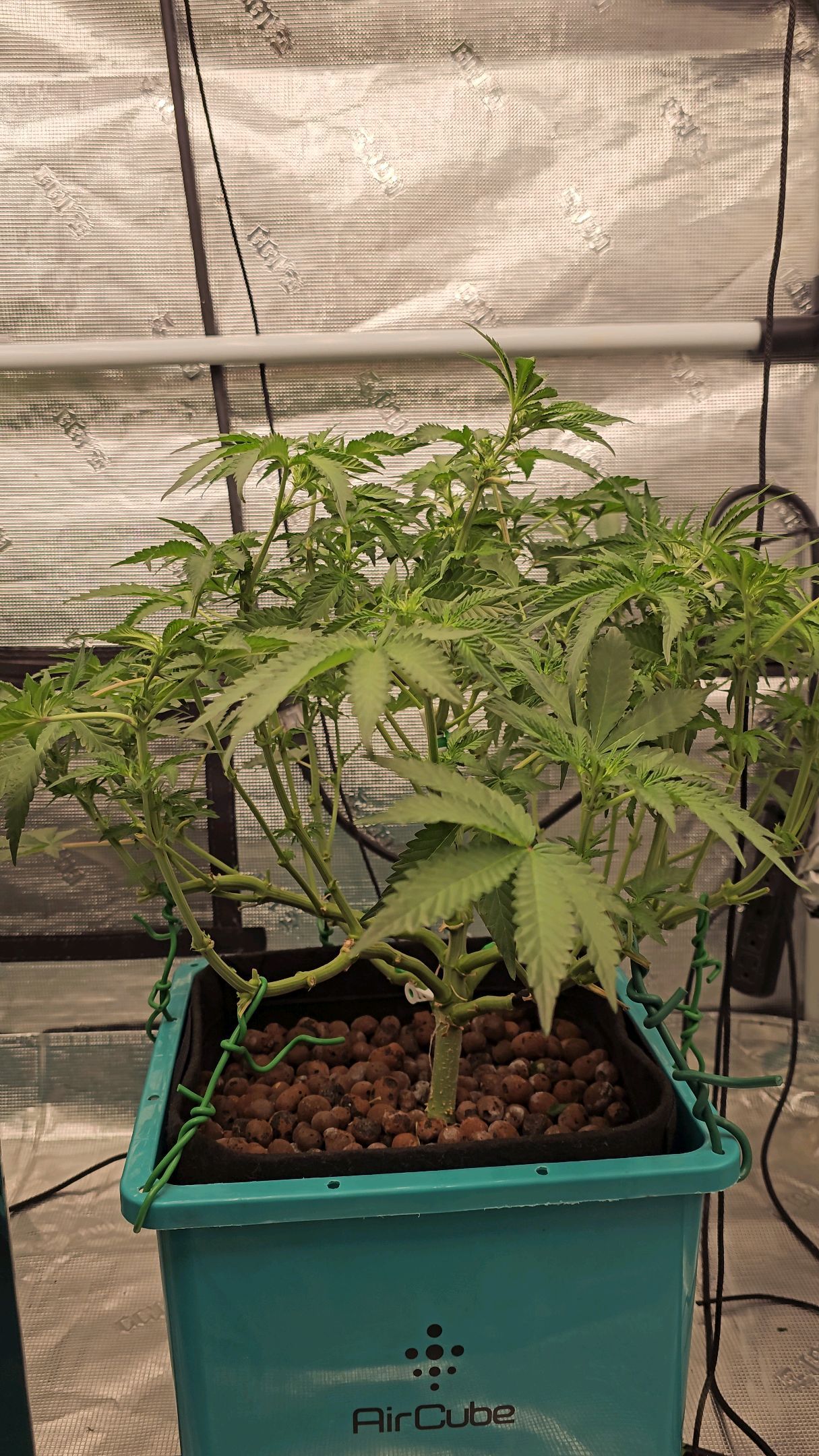 Ricky Bobby #2 (LIT) growlog photo 154