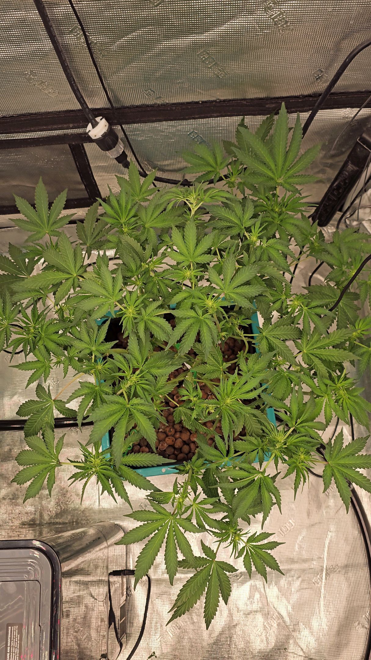 Ricky Bobby #2 (LIT) growlog photo 157