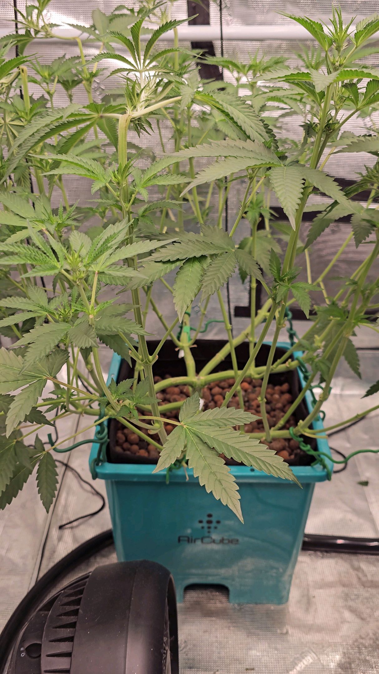 Ricky Bobby #2 (LIT) growlog photo 158