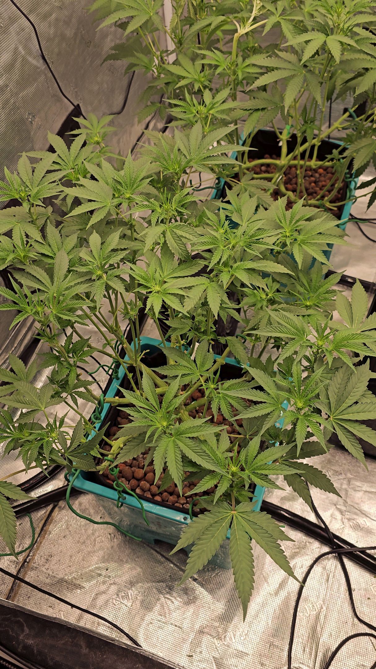 Ricky Bobby #2 (LIT) growlog photo 159