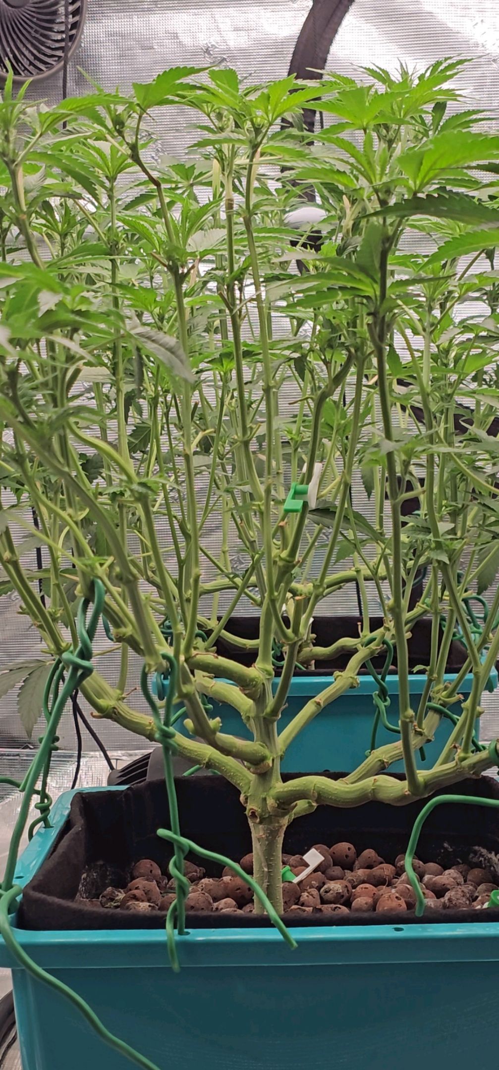 Ricky Bobby #2 (LIT) growlog photo 160