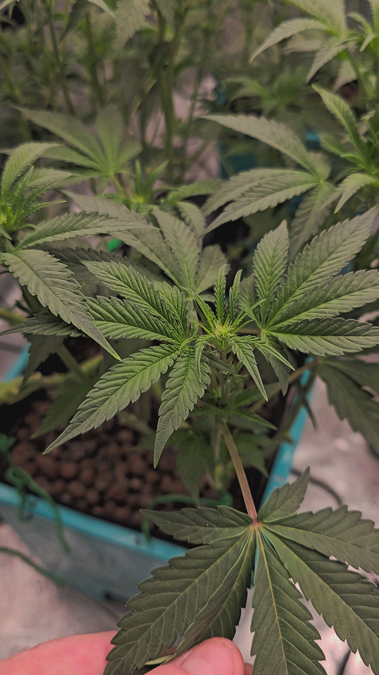 Ricky Bobby #2 (LIT) growlog photo 161