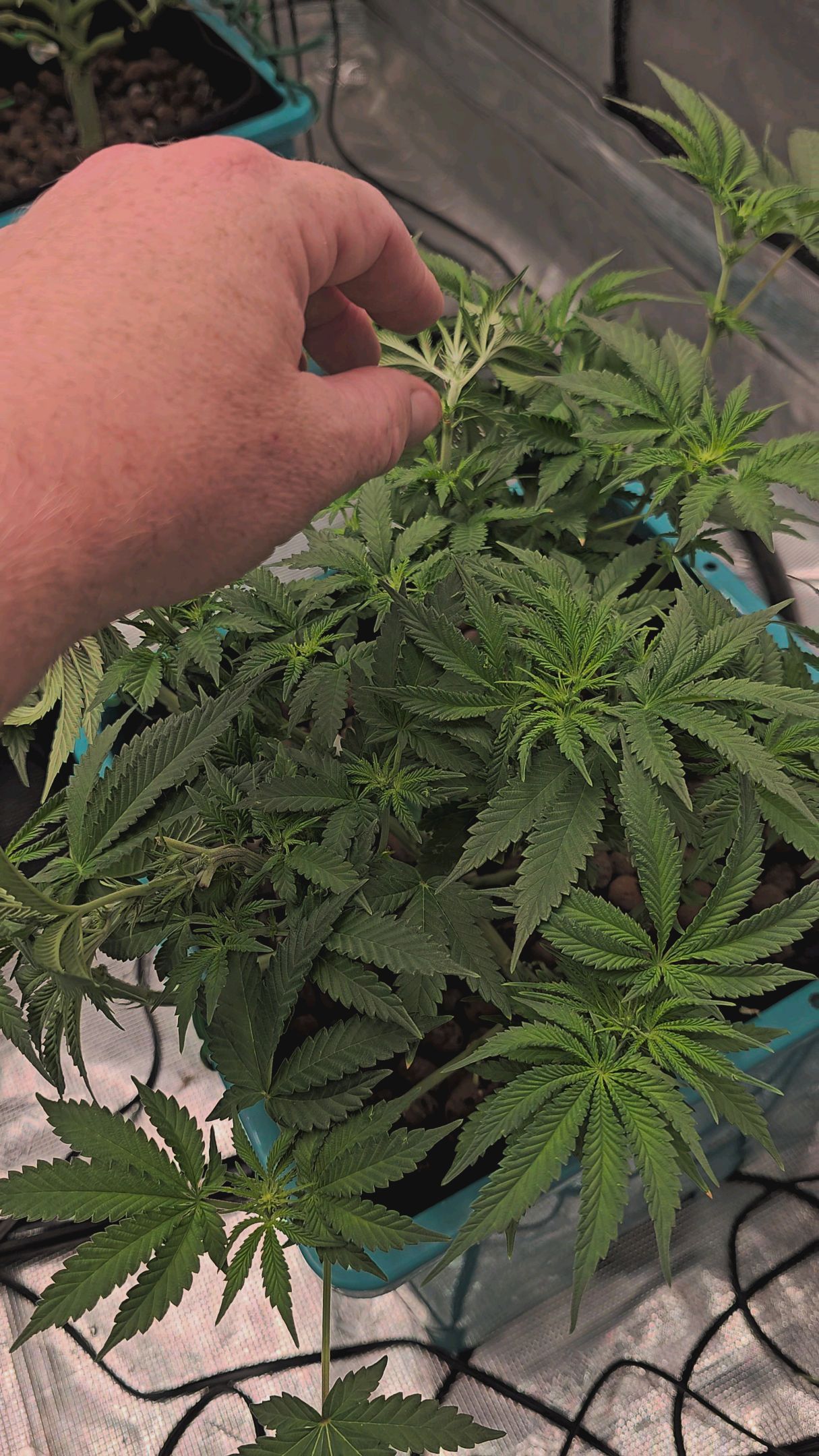 Ricky Bobby #2 (LIT) growlog photo 163