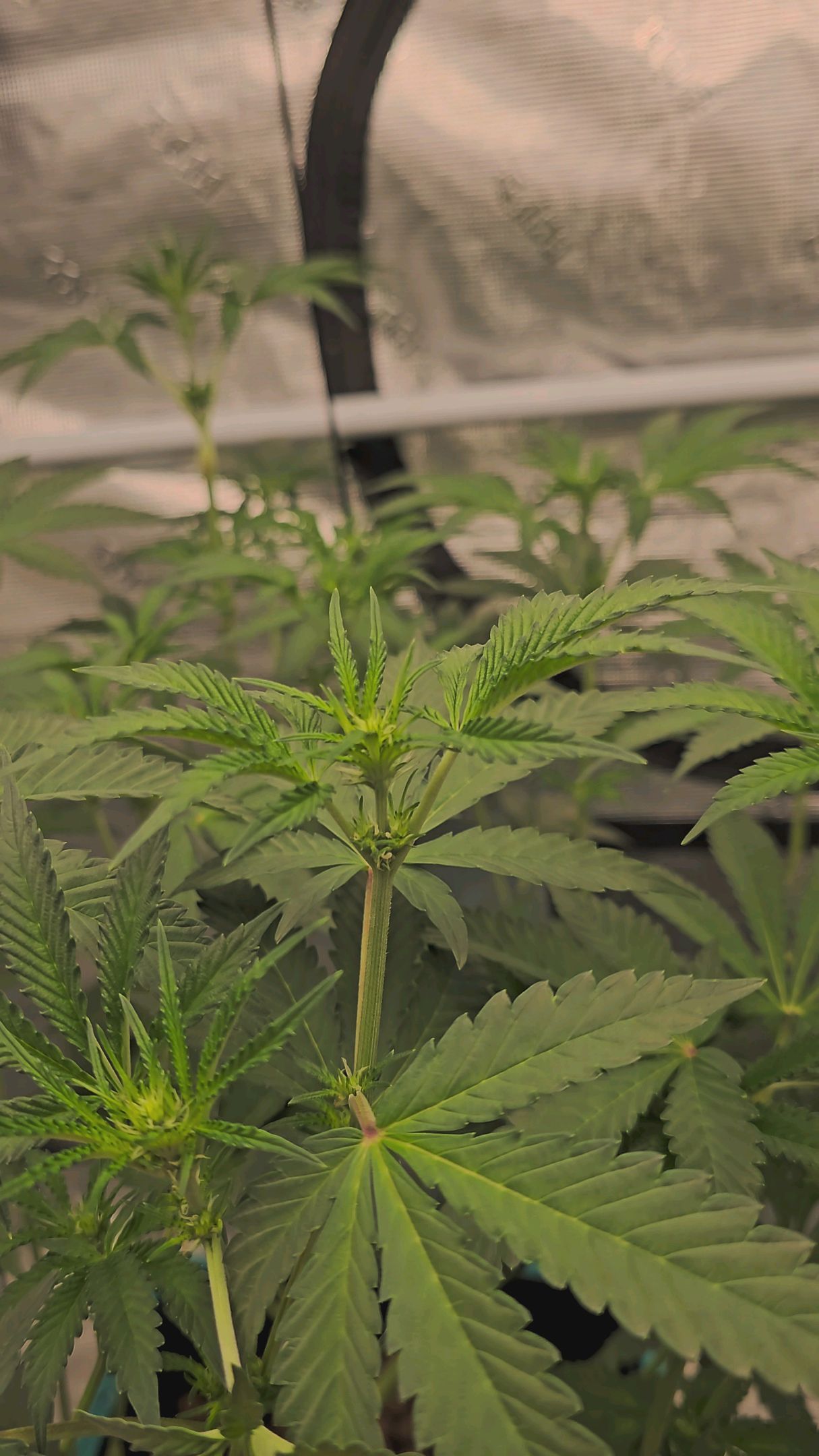 Ricky Bobby #2 (LIT) growlog photo 165