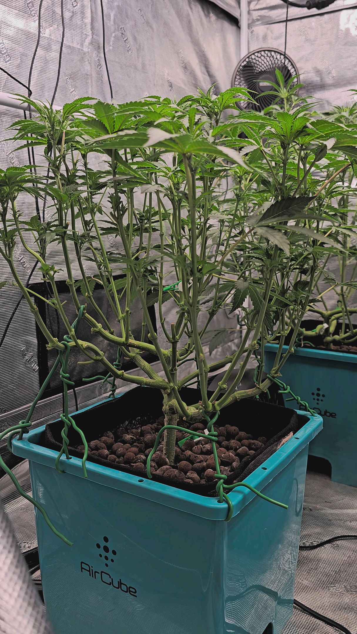 Ricky Bobby #2 (LIT) growlog photo 168