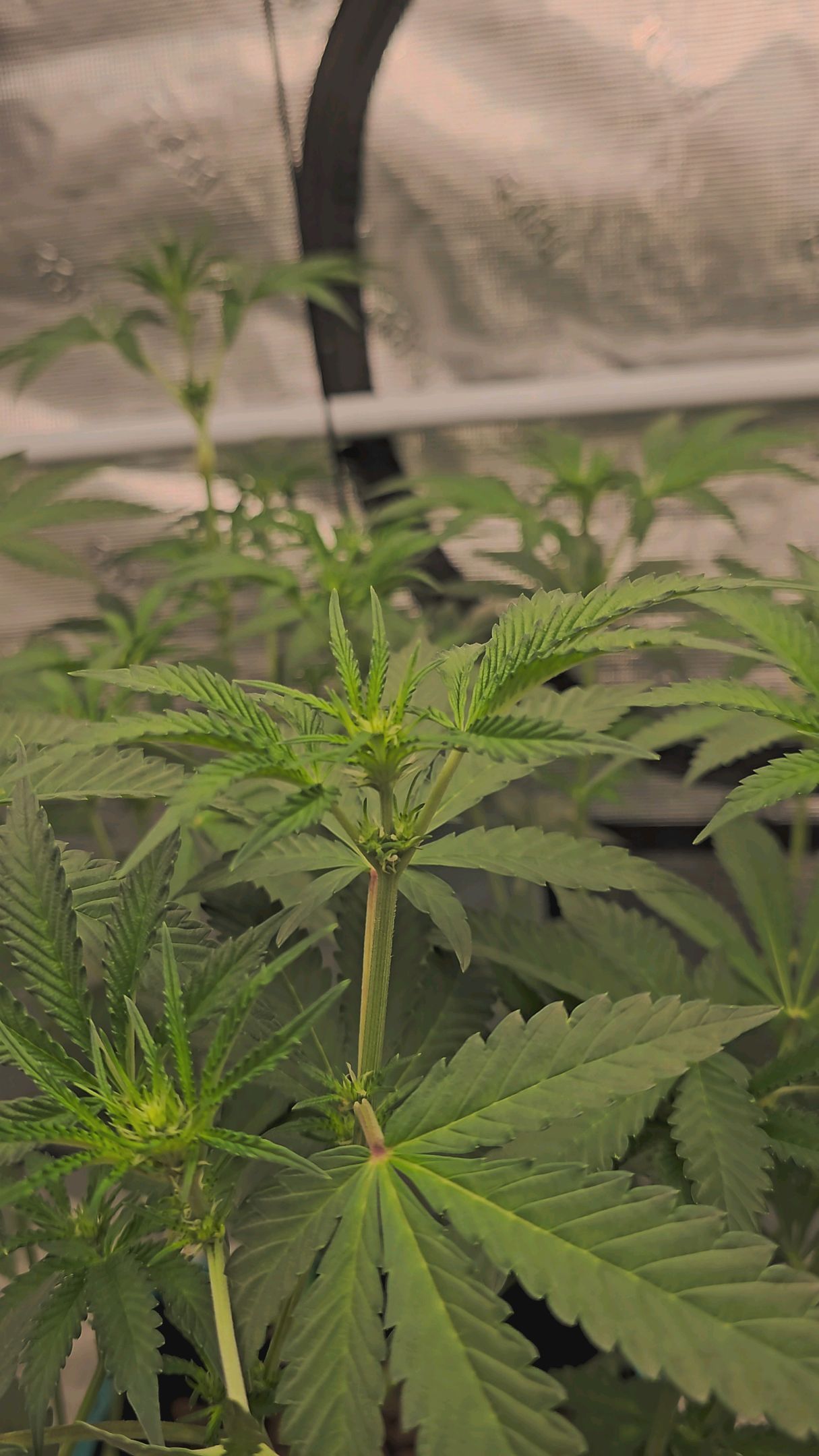 Ricky Bobby #2 (LIT) growlog photo 169