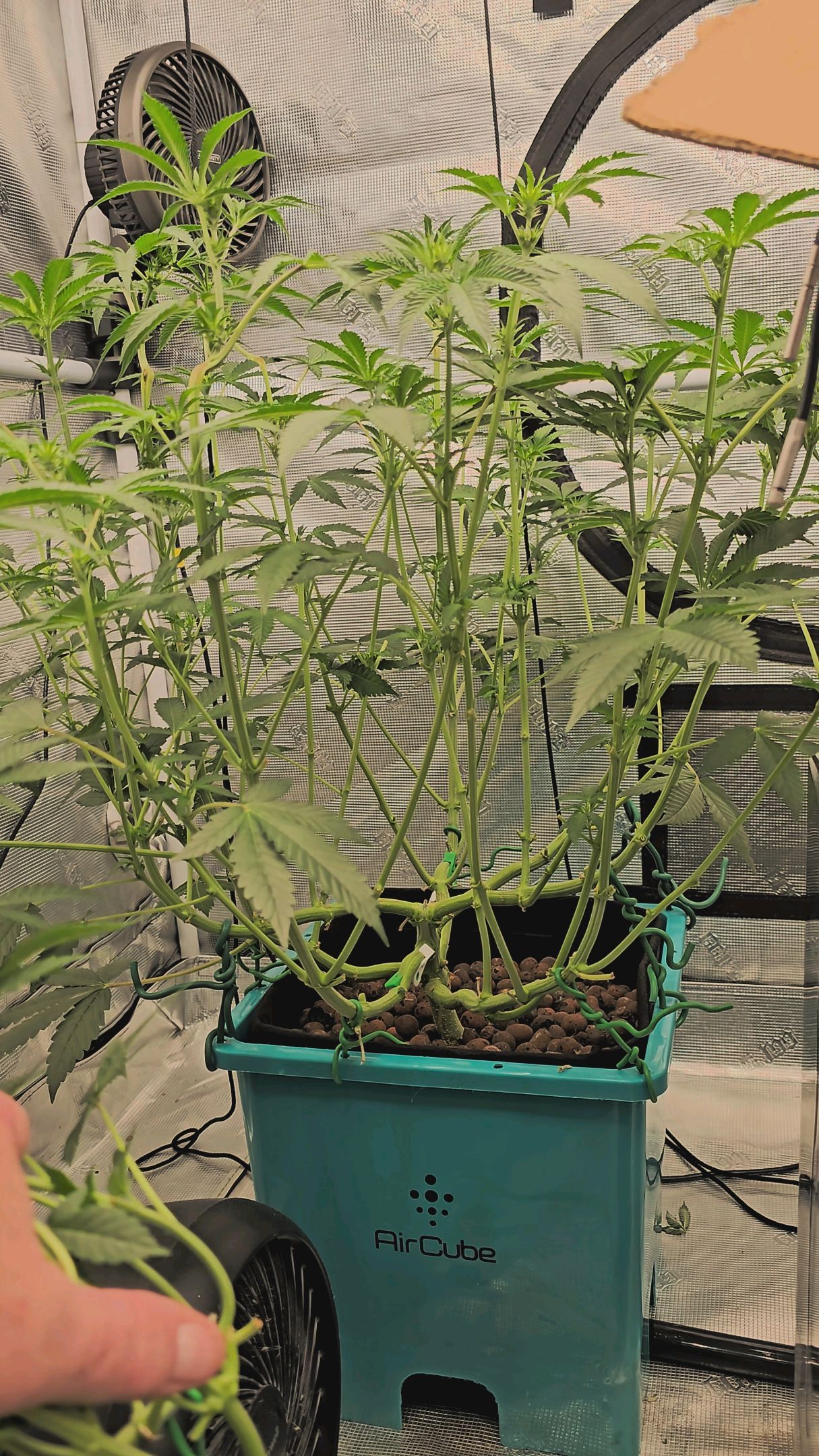 Ricky Bobby #2 (LIT) growlog photo 171