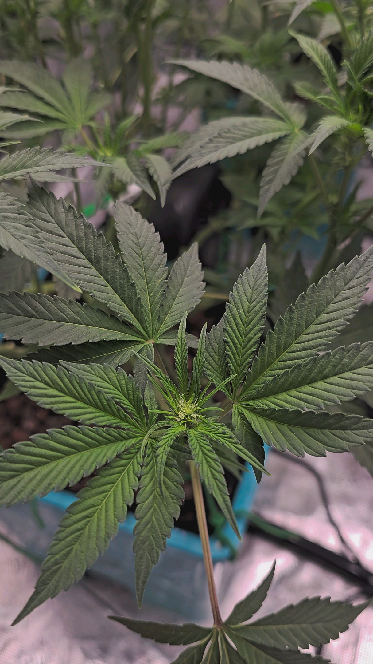 Ricky Bobby #2 (LIT) growlog photo 173