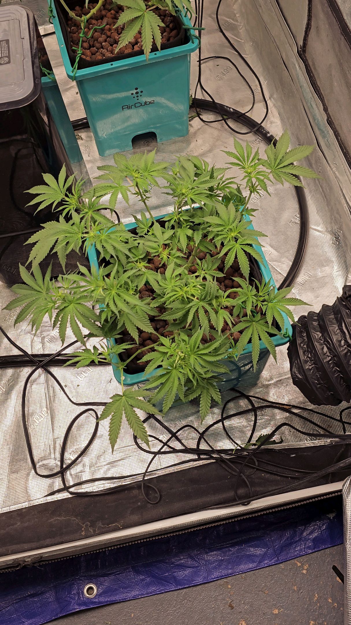 Ricky Bobby #2 (LIT) growlog photo 174