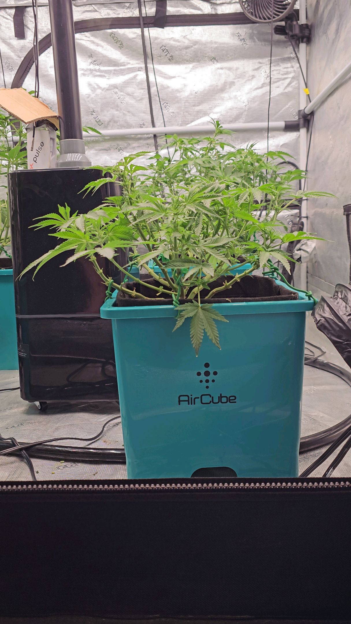 Ricky Bobby #2 (LIT) growlog photo 167