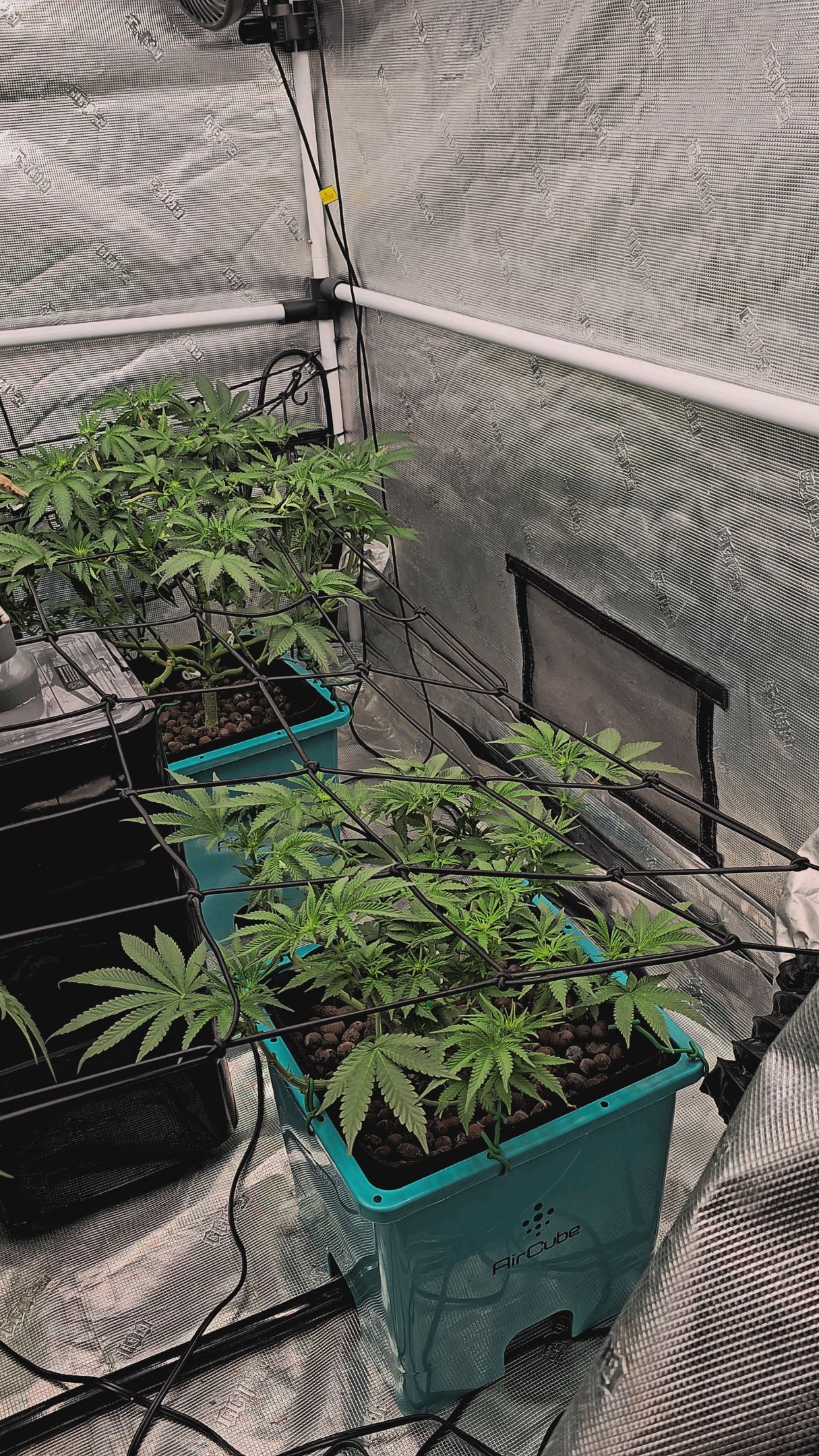 Ricky Bobby #2 (LIT) growlog photo 162